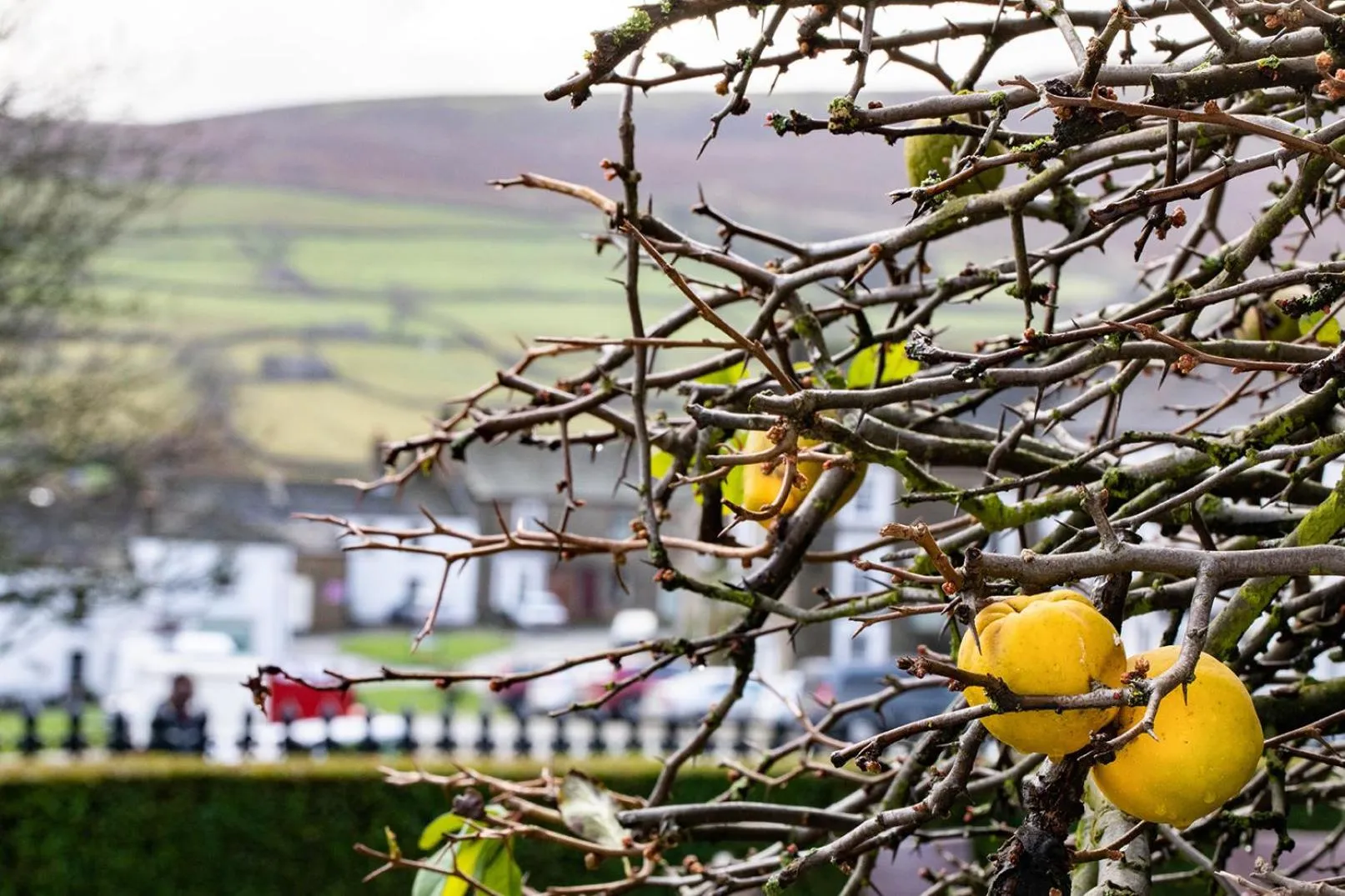 Garden view in The Burgoyne - Stunning Hotel with Amazing Views and Impeccable Service