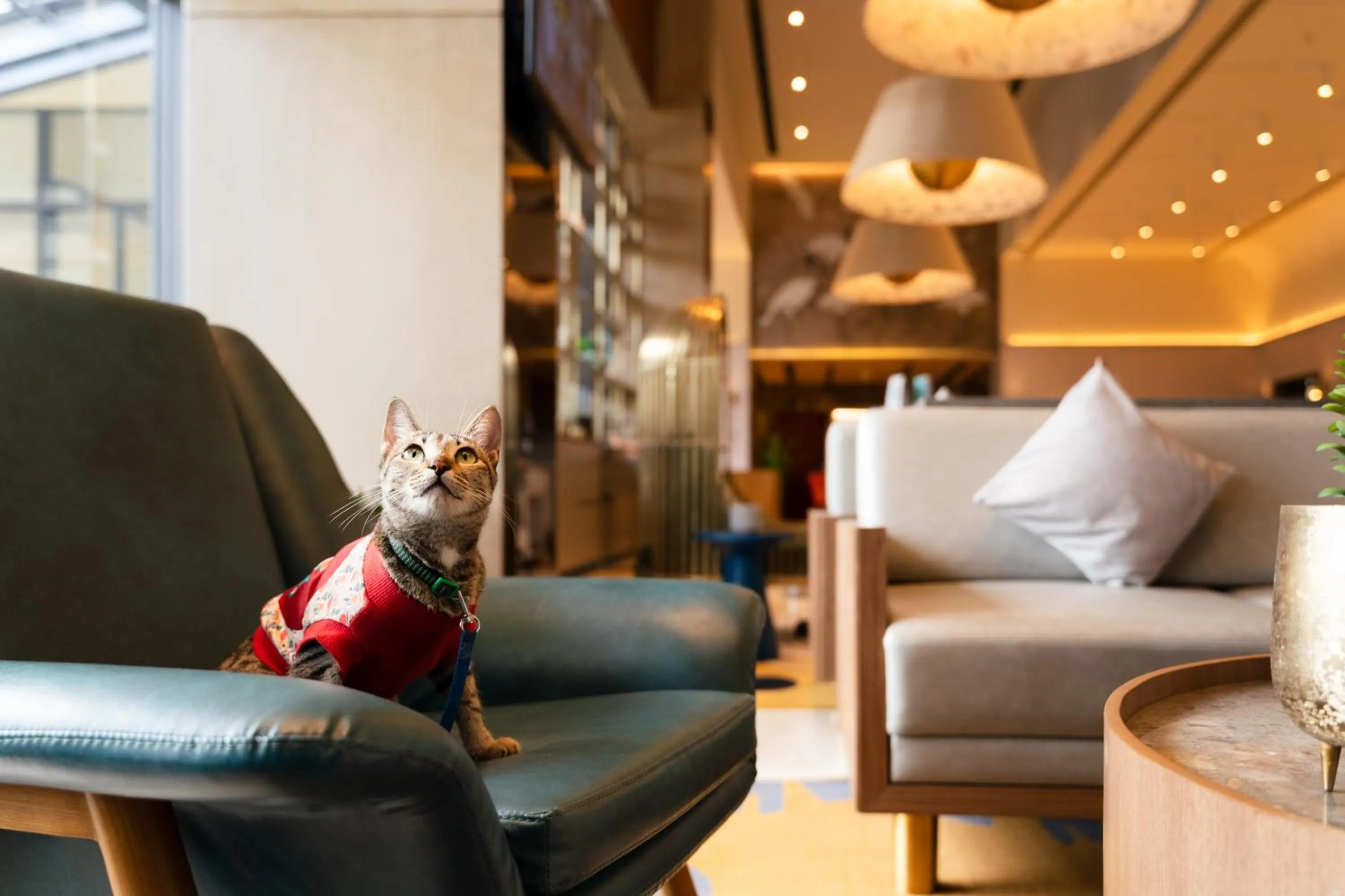 Pets in ibis Styles Mysuru