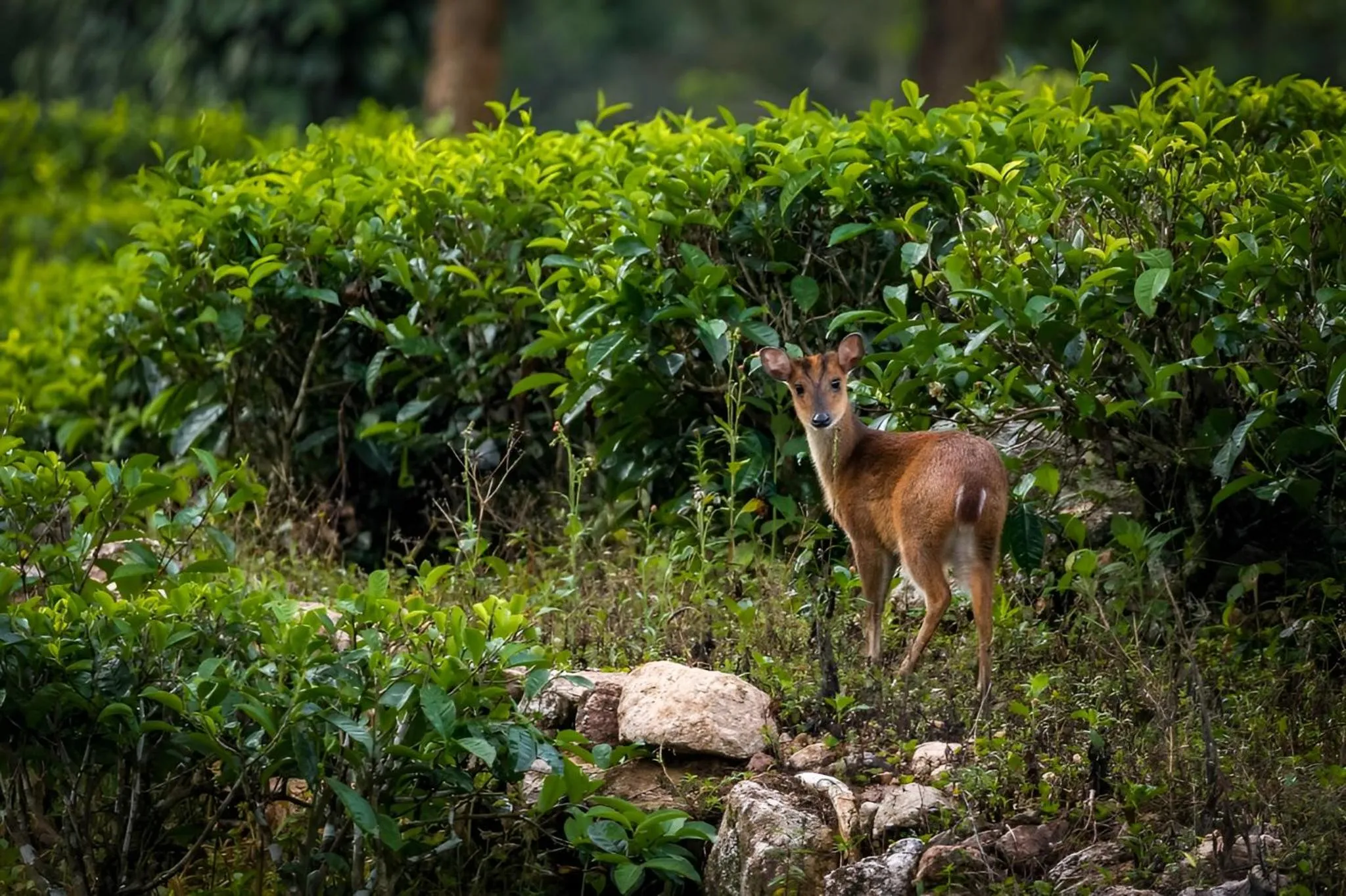 Day in Uga Halloowella - Hatton - All Inclusive