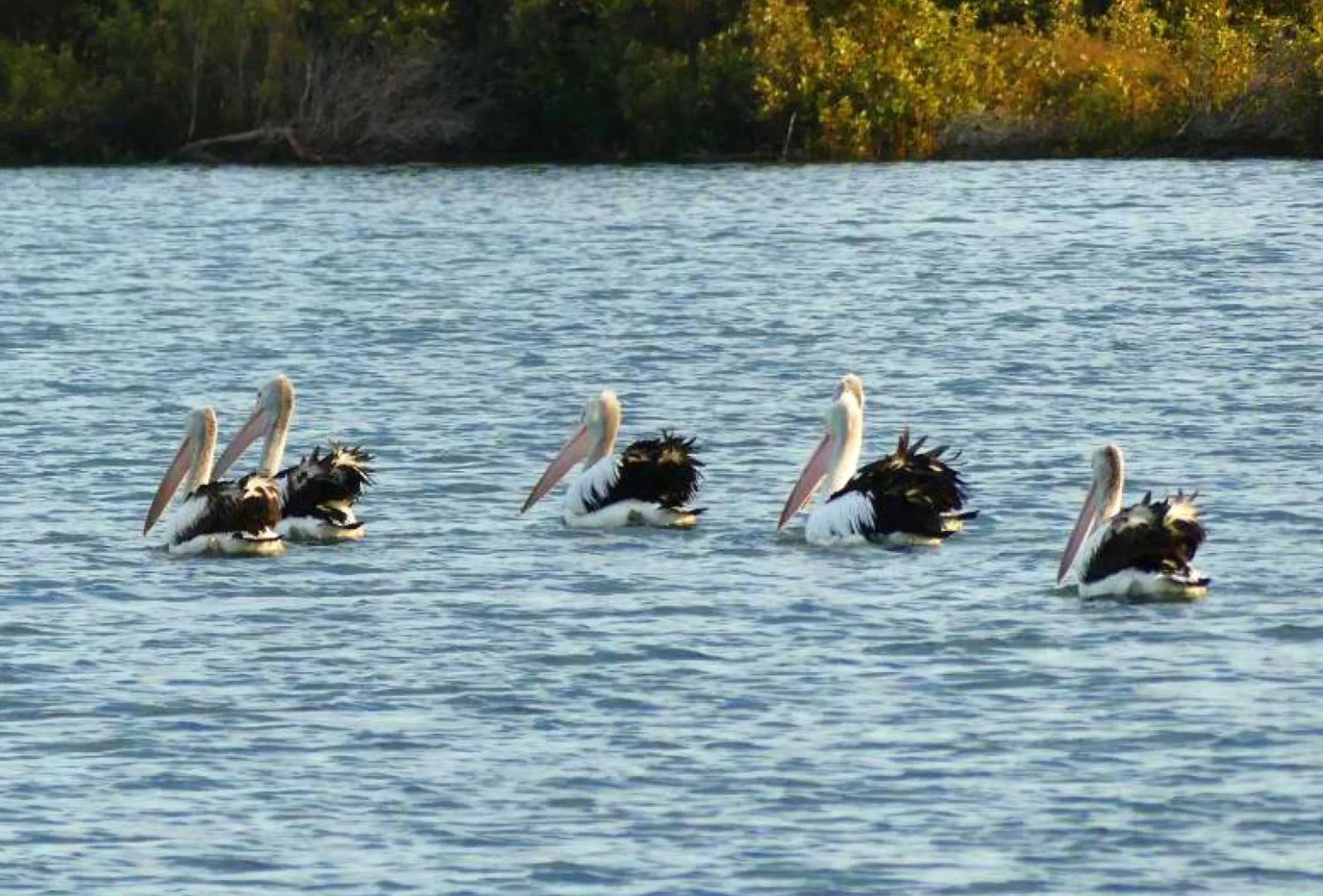 Animals, Other Animals in Boathouse Bunbury Bed & Breakfast