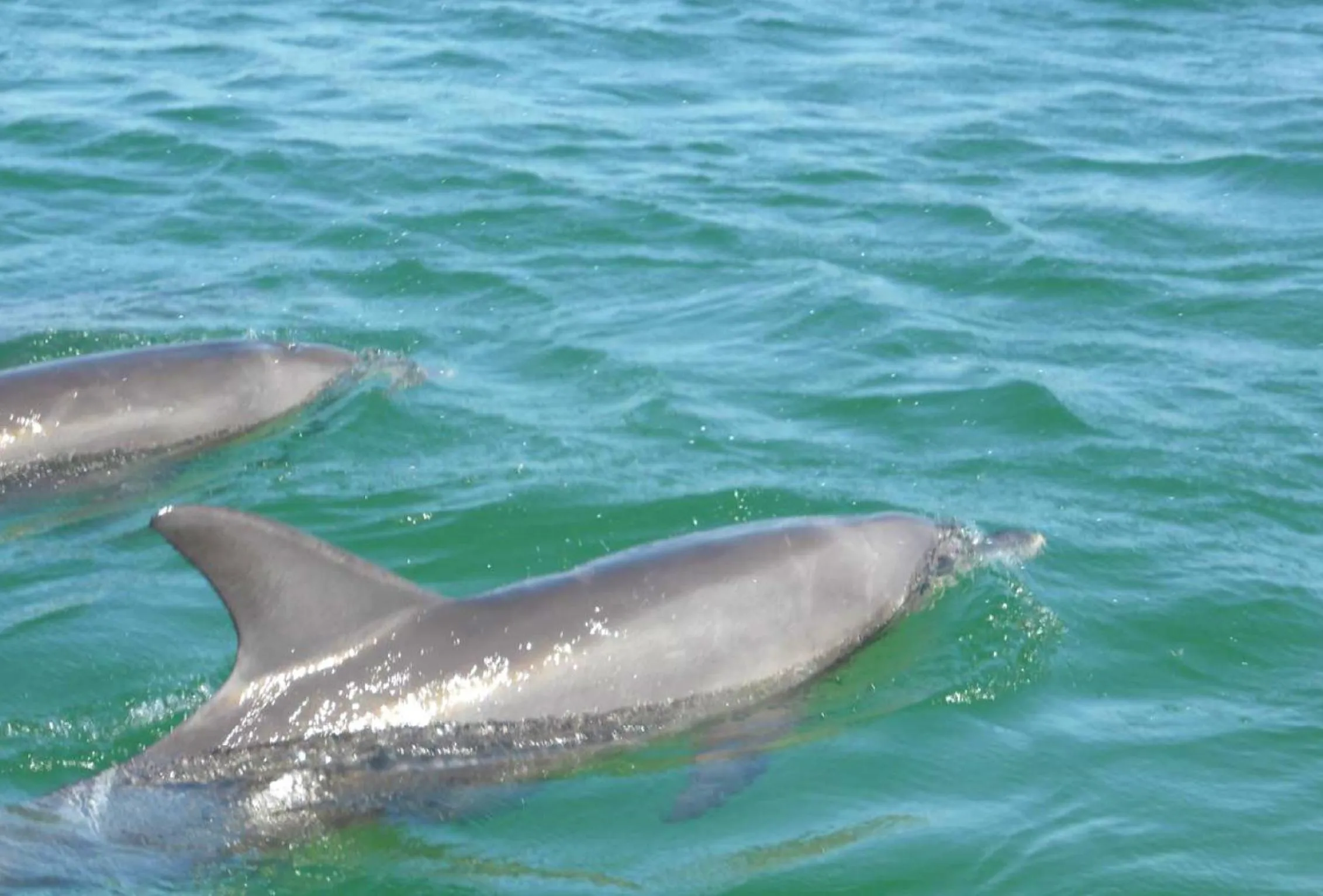 Snorkeling, Other Animals in Boathouse Bunbury Bed & Breakfast