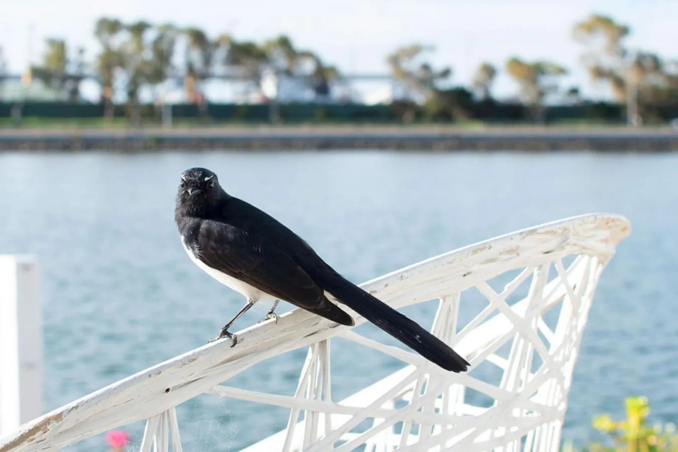 Natural landscape, Other Animals in Boathouse Bunbury Bed & Breakfast