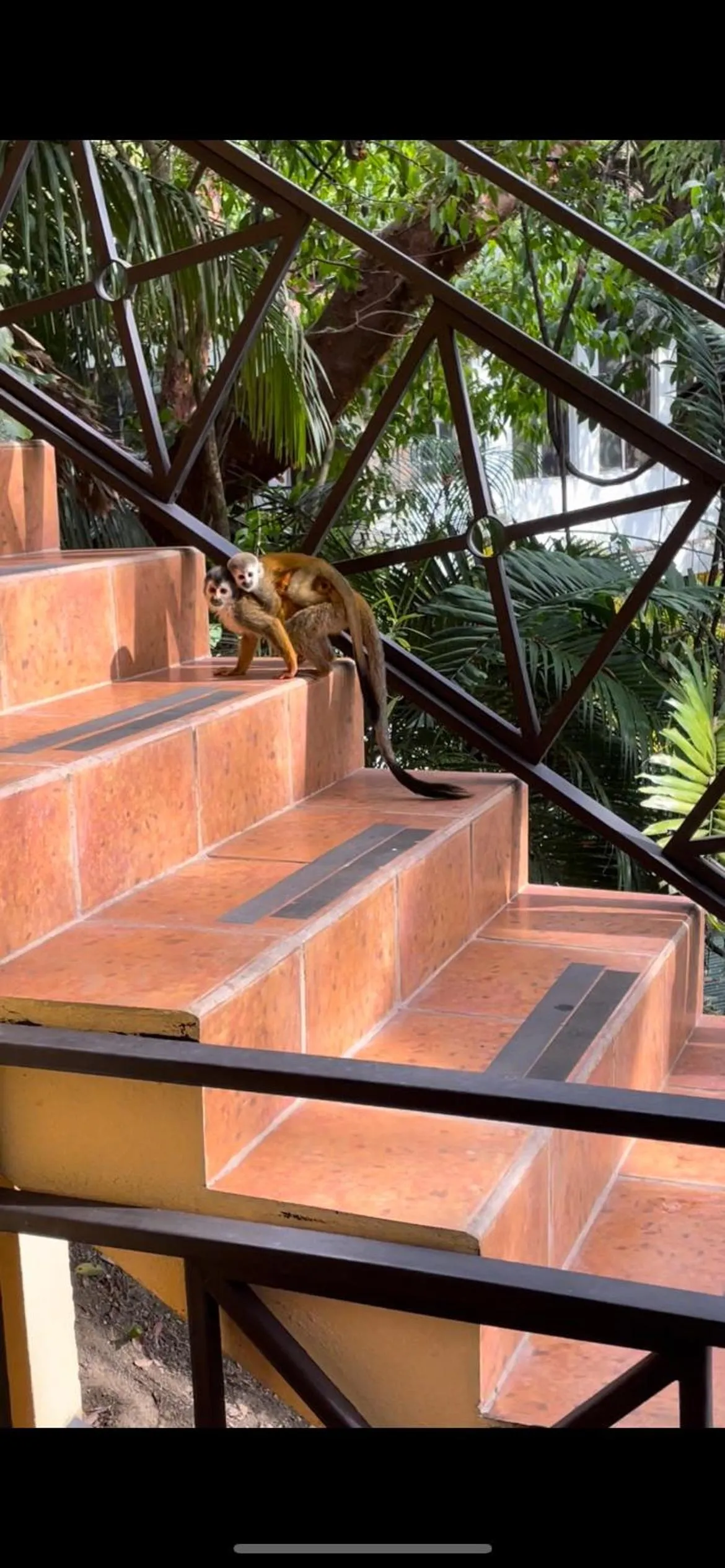 Animals in Mango Moon Villa