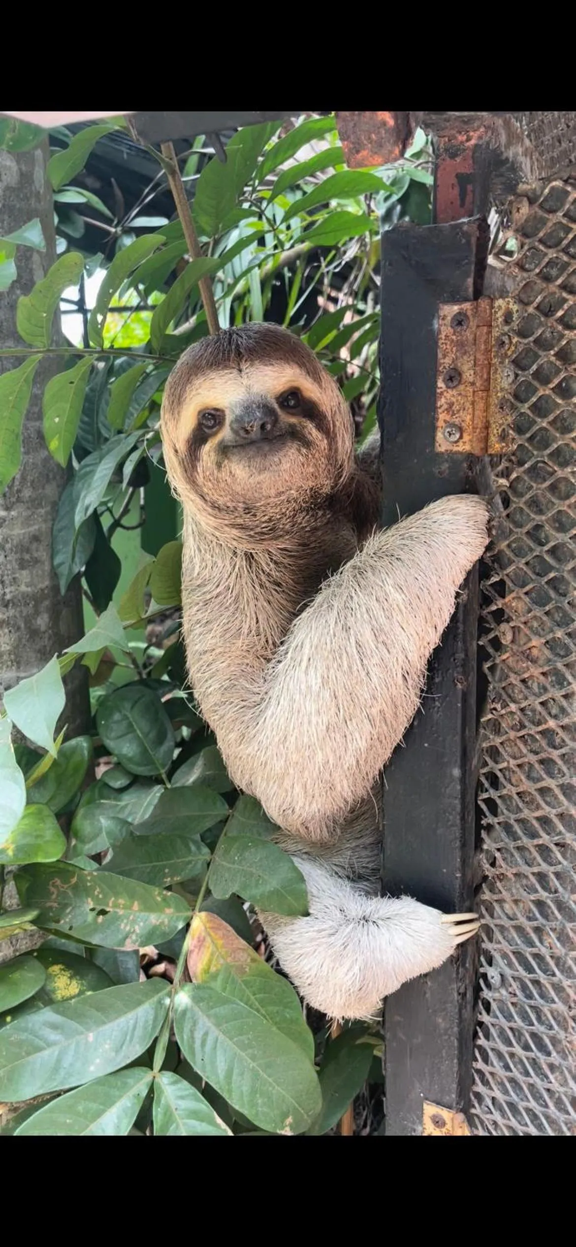 Animals in Mango Moon Villa