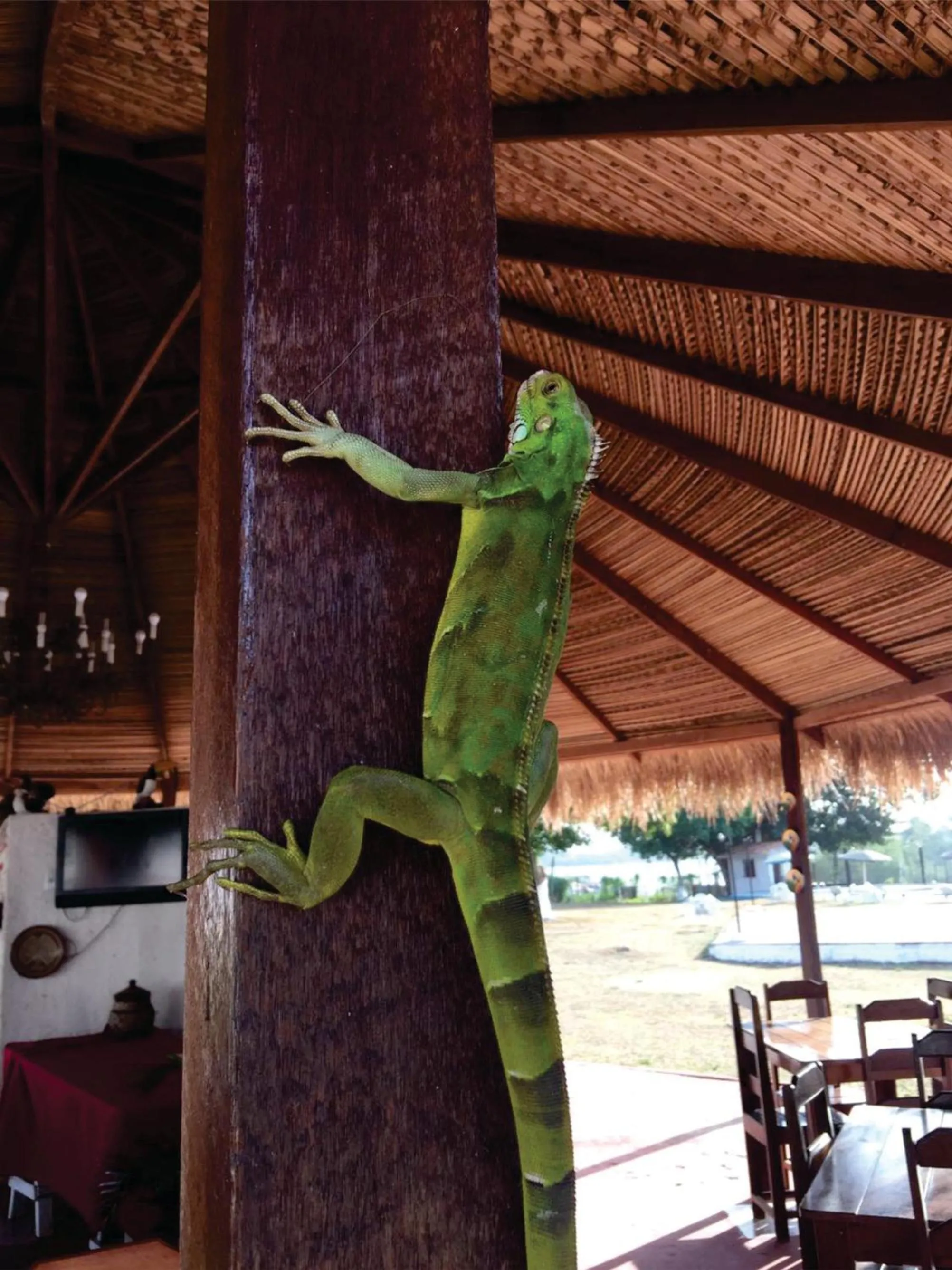 Animals in Pousada Marajoara- Hotel Fazenda-Turismo de Aventura
