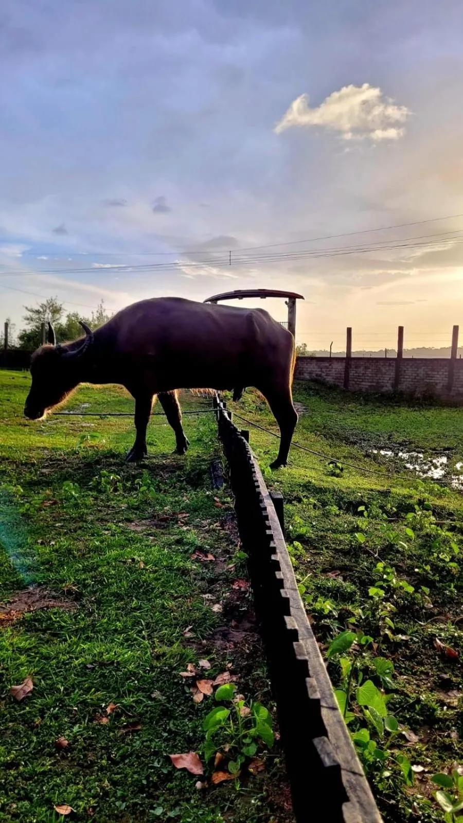 Animals in Pousada Marajoara- Hotel Fazenda-Turismo de Aventura