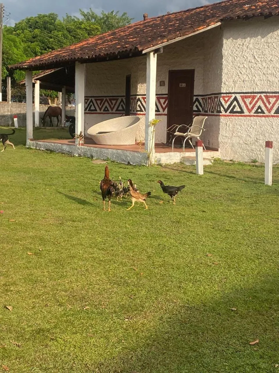 Animals in Pousada Marajoara- Hotel Fazenda-Turismo de Aventura