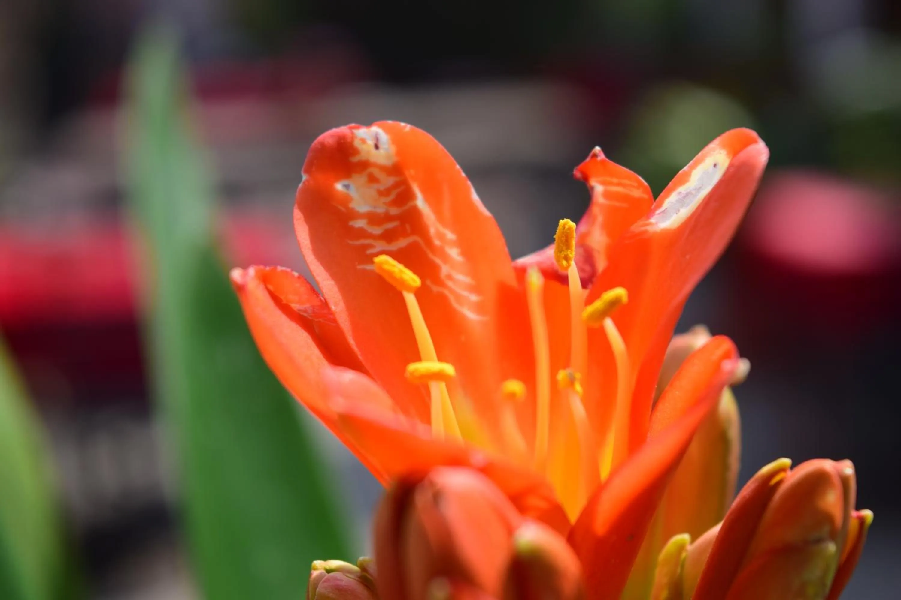 Garden in Cocina Mitho Chha BNB