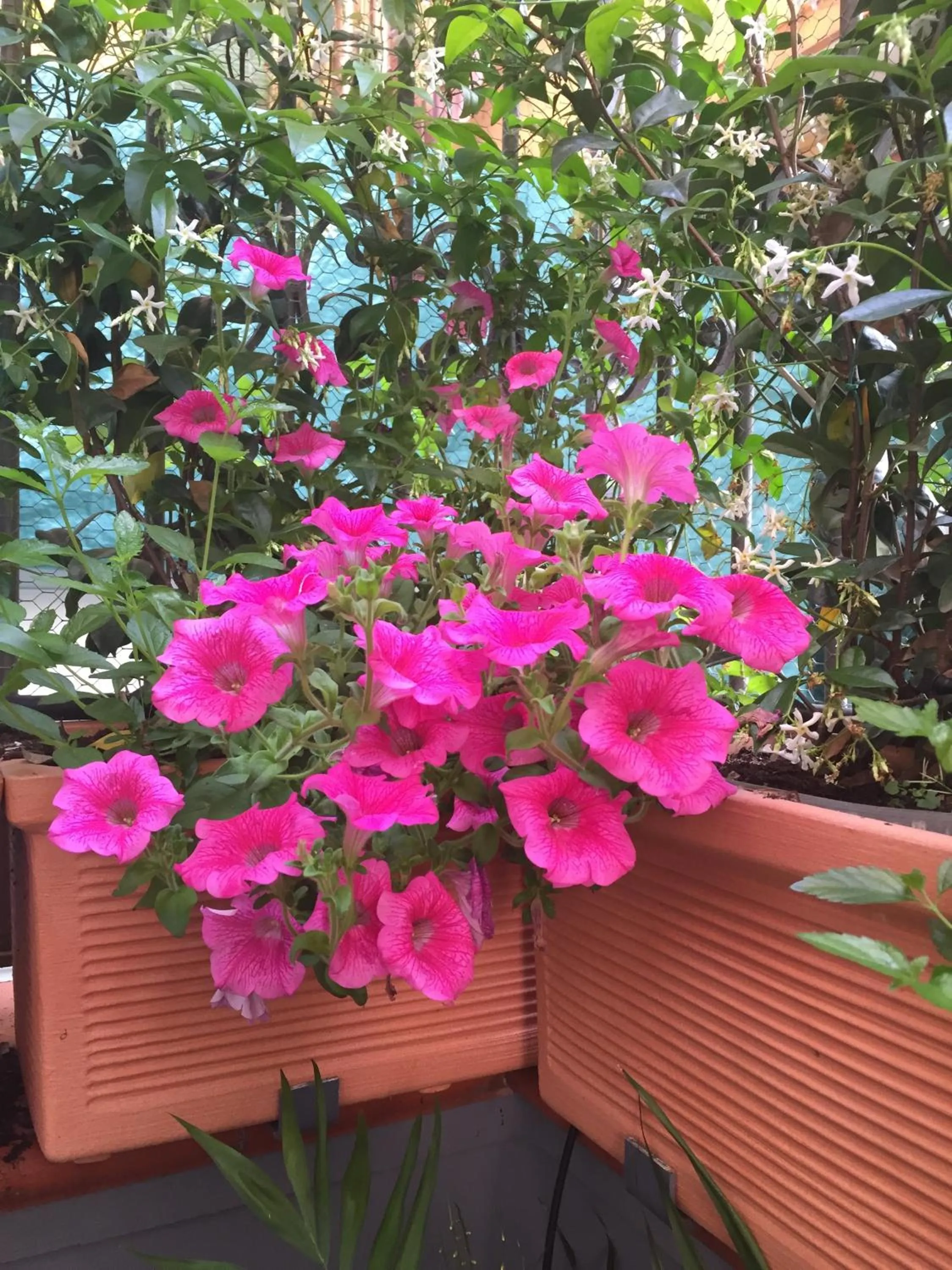 Garden view in B&B Civico Cinque