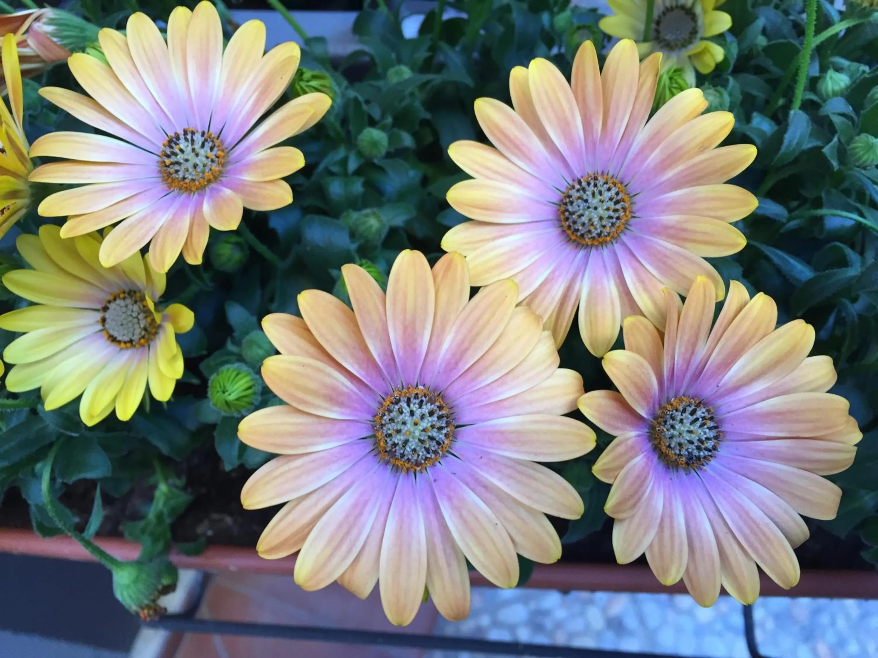 Garden view in B&B Civico Cinque