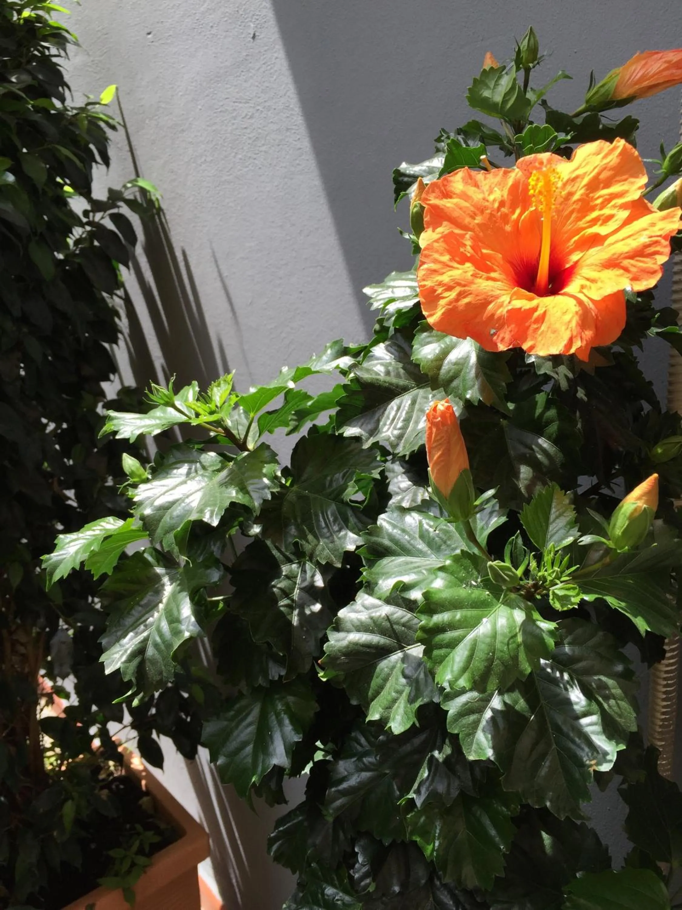 Garden view in B&B Civico Cinque