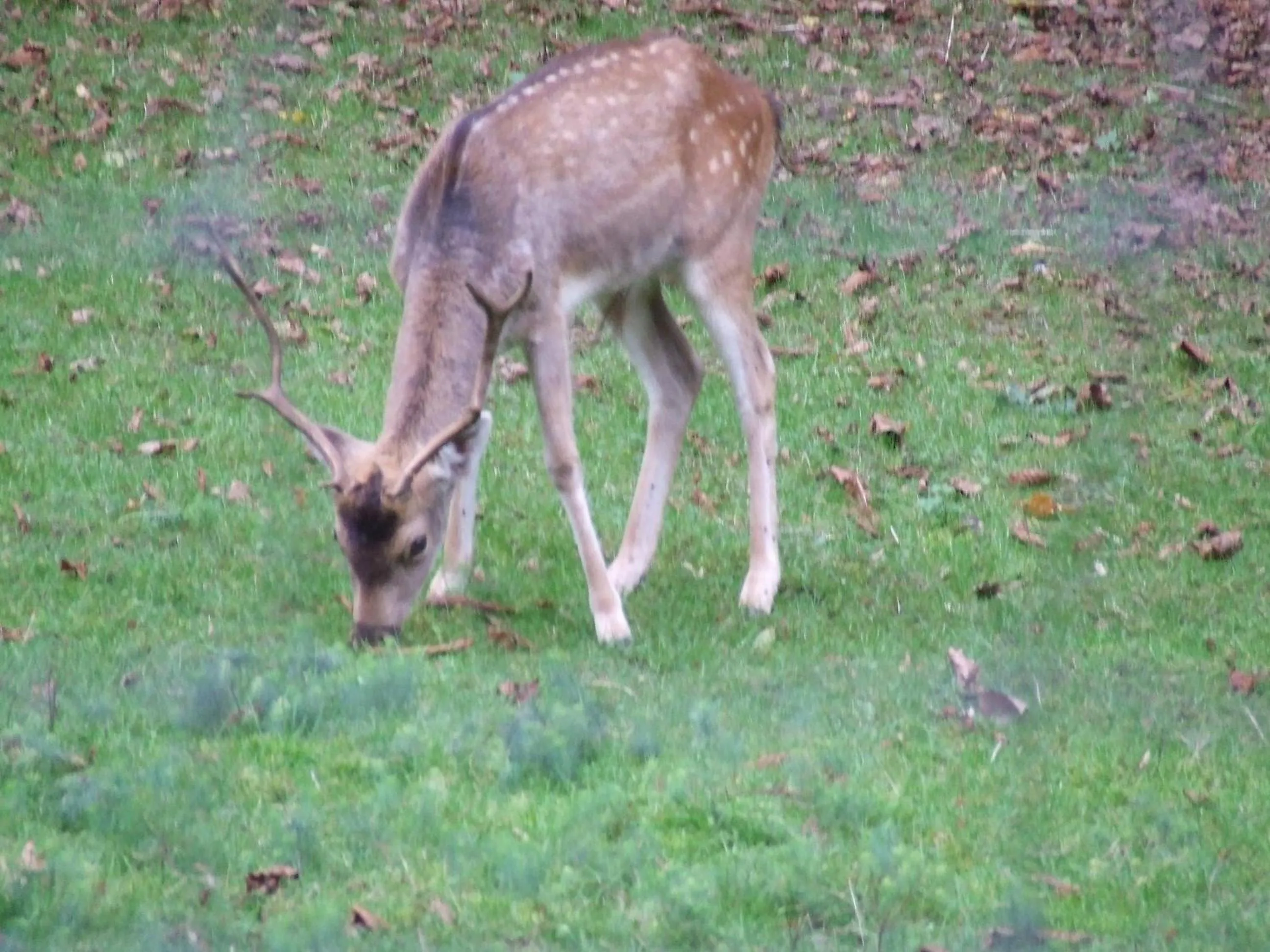 Pets in Le Domaine des Roches, Hotel & Spa