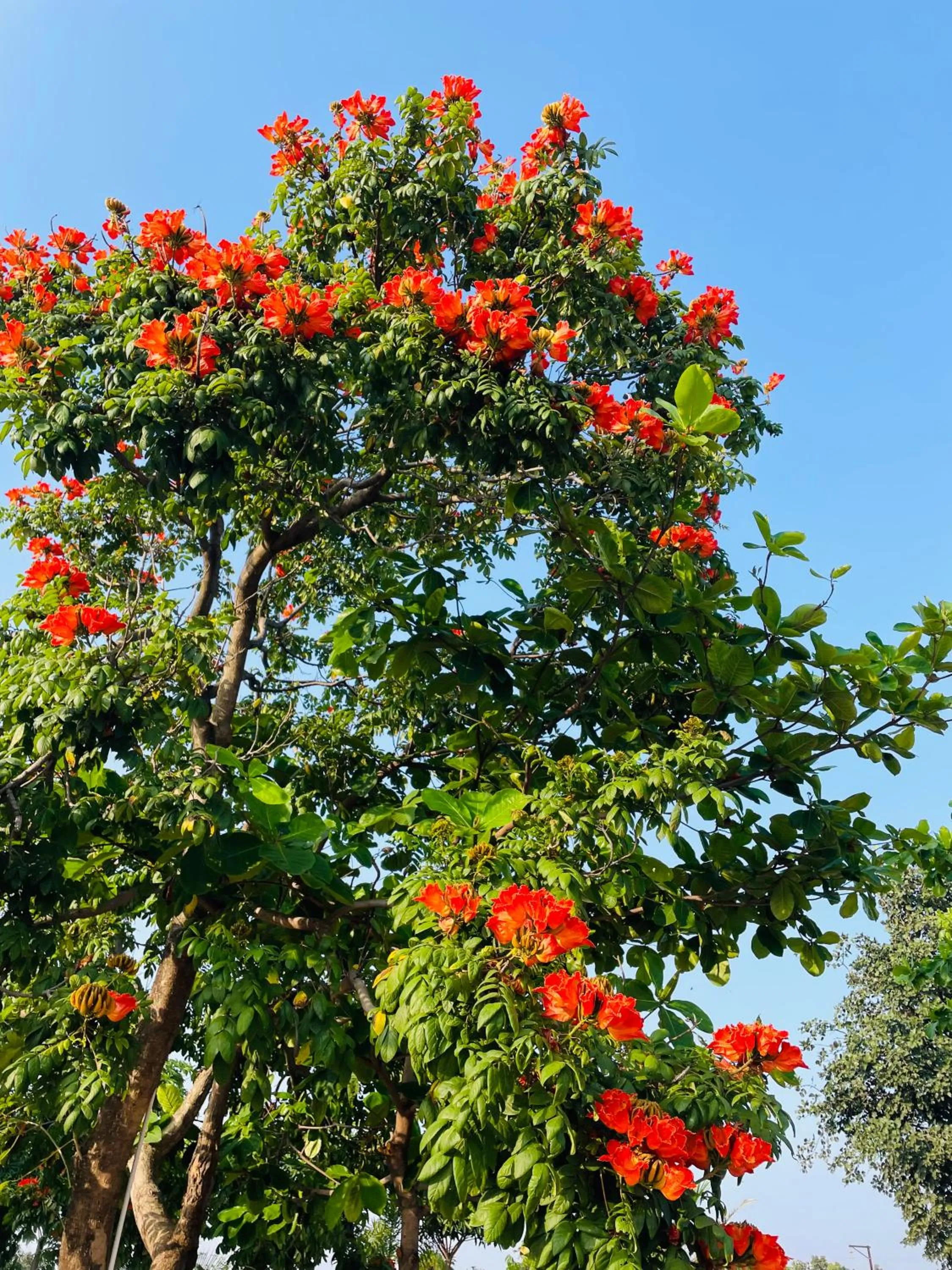 Spring in Viceroy Resort