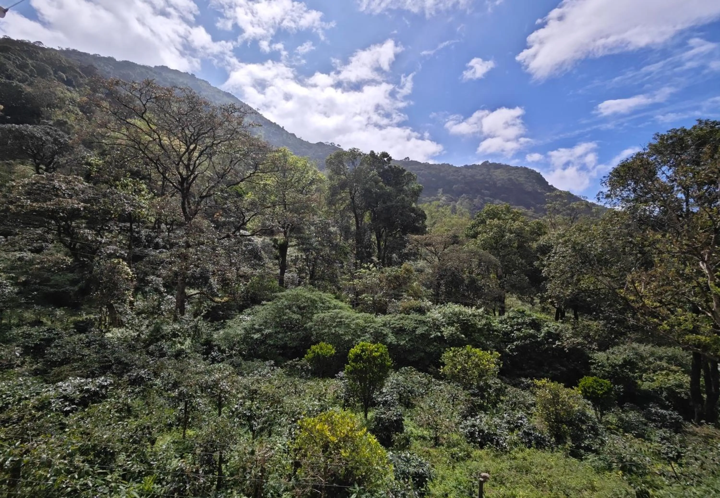 Mountain view in Ibex Resorts, Valparai Mistly