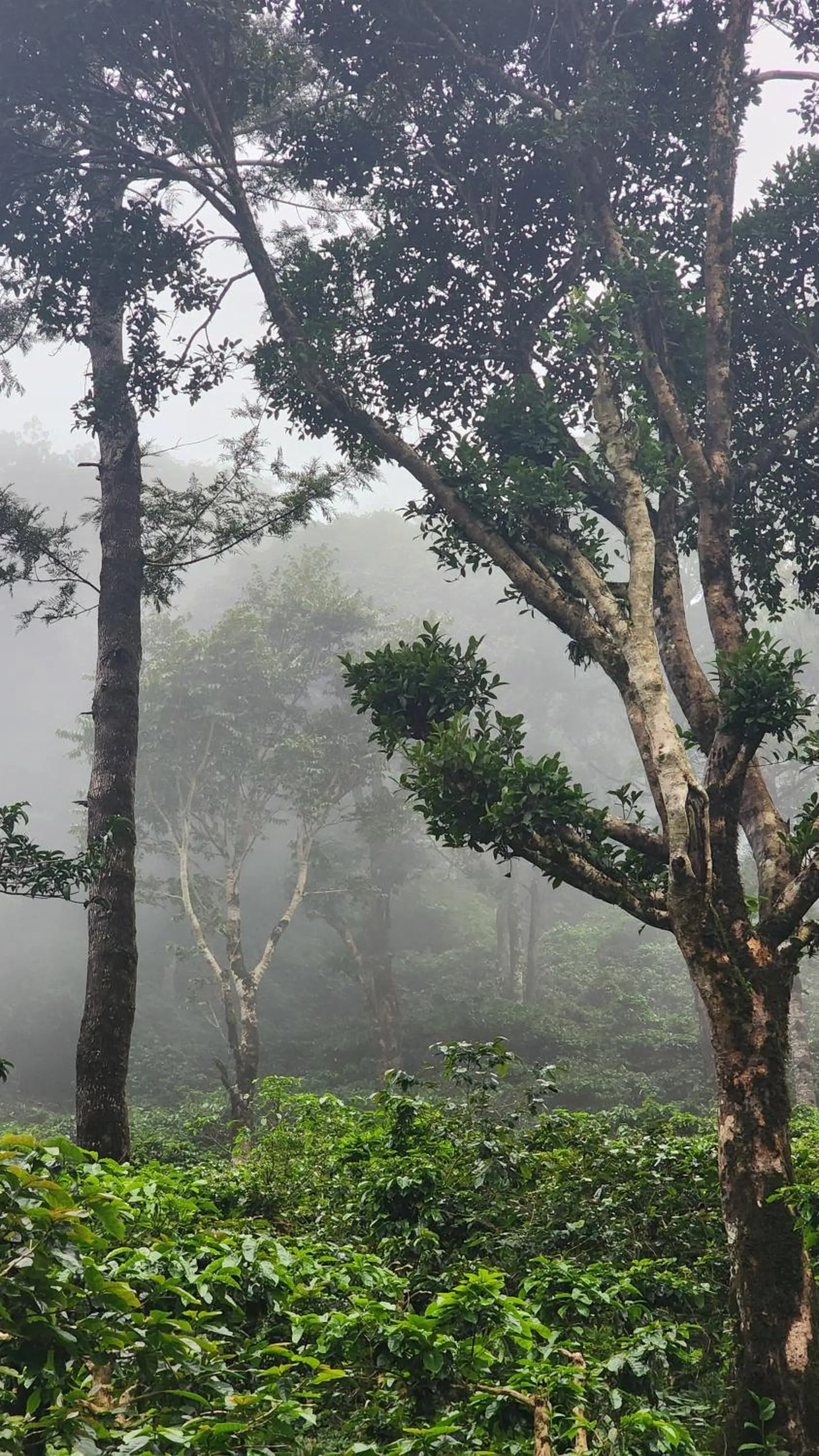 Day in Ibex Resorts, Valparai Mistly