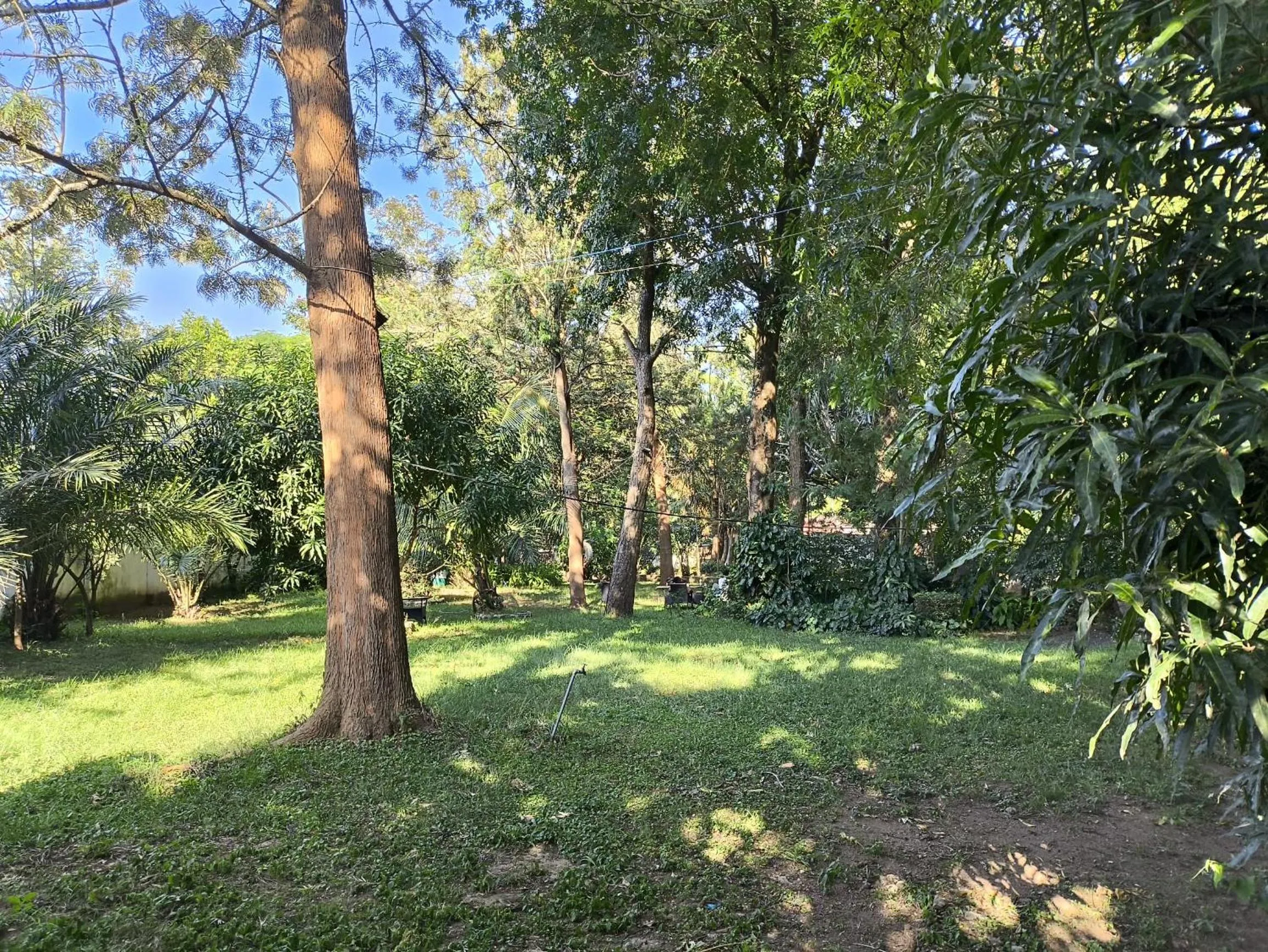 Natural landscape in Olivia Guesthouse