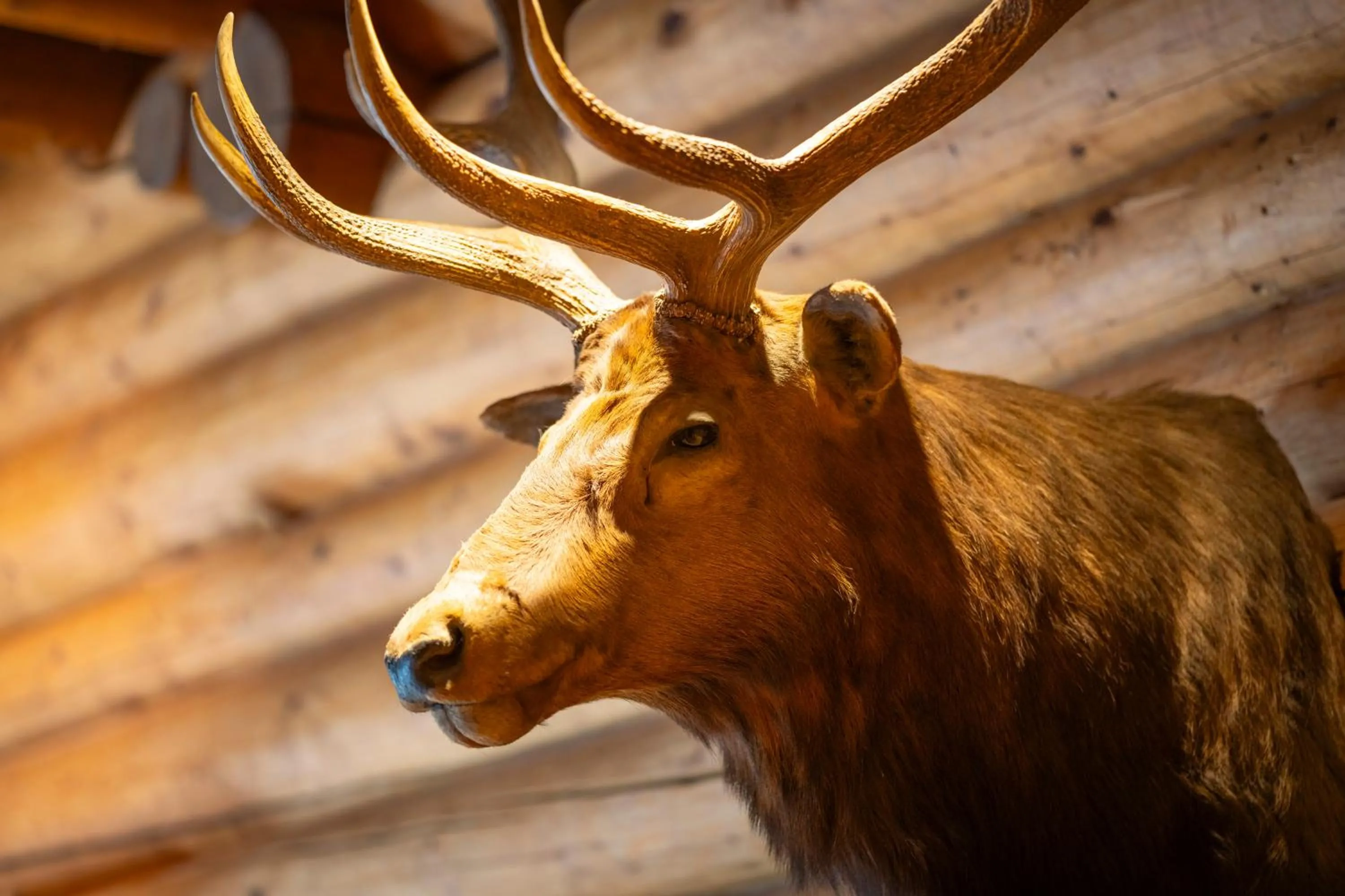 Decorative detail in The Lodge at Bow Lake