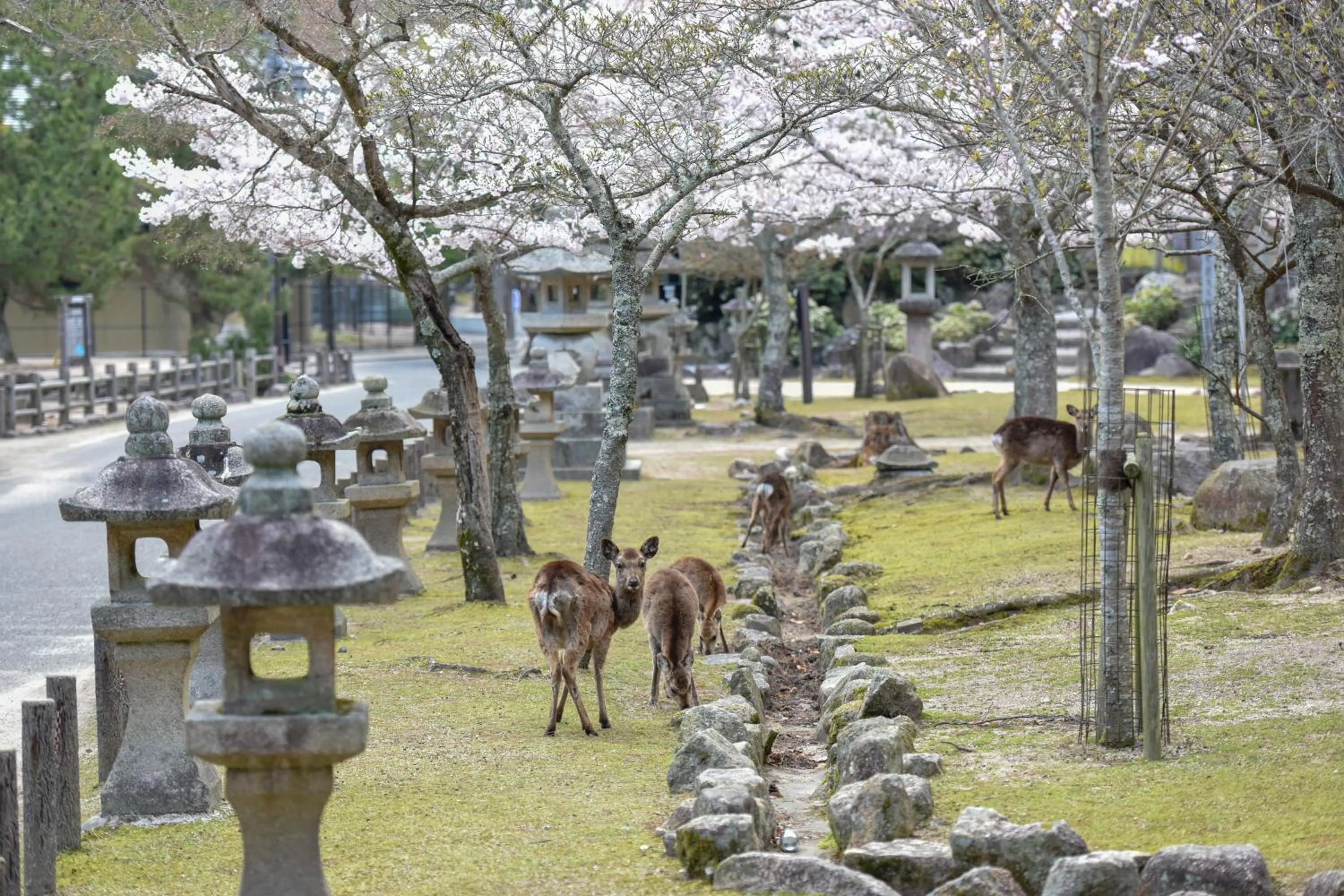 Off site in Miyajima Morinoyado