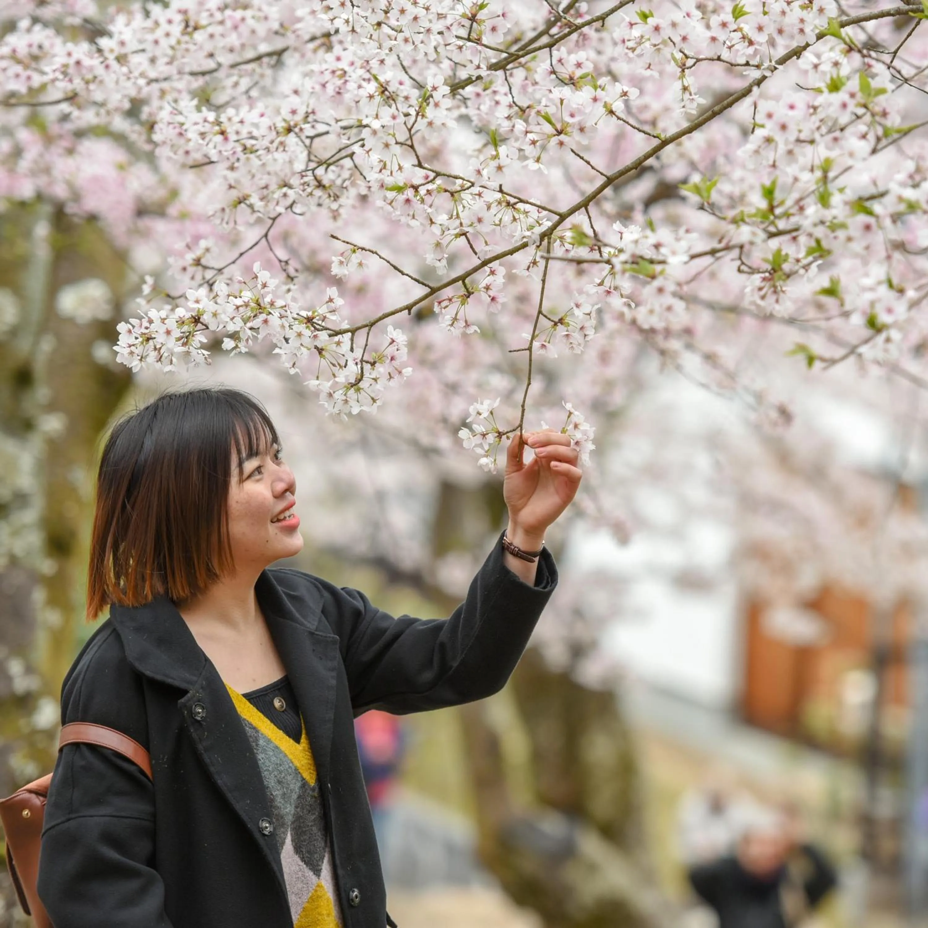 Natural landscape in Miyajima Morinoyado