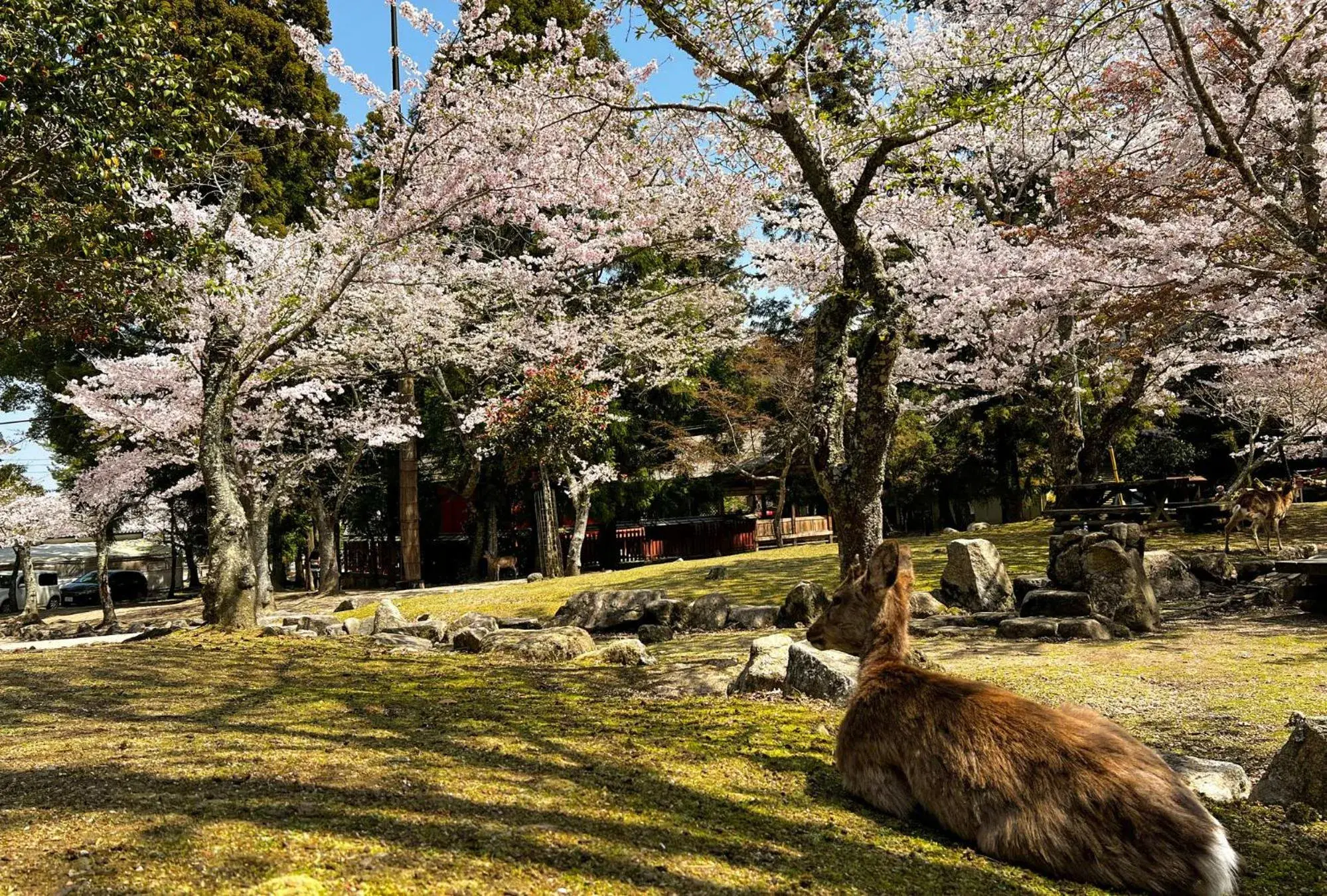 Miyajima Morinoyado Miyajima Morinoyado