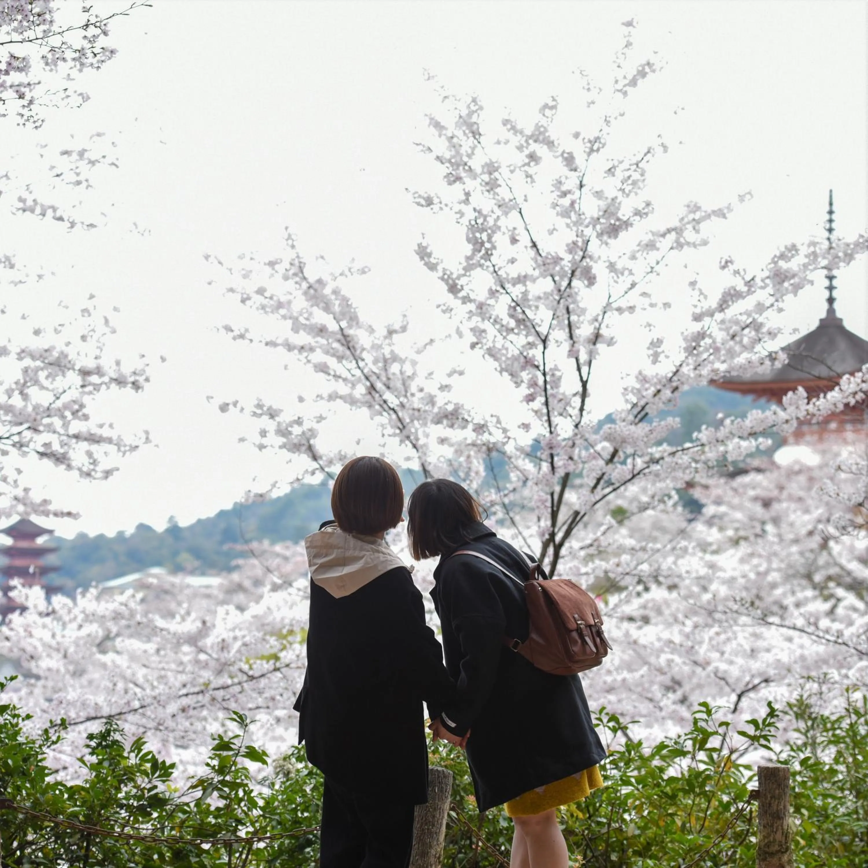 Natural landscape in Miyajima Morinoyado