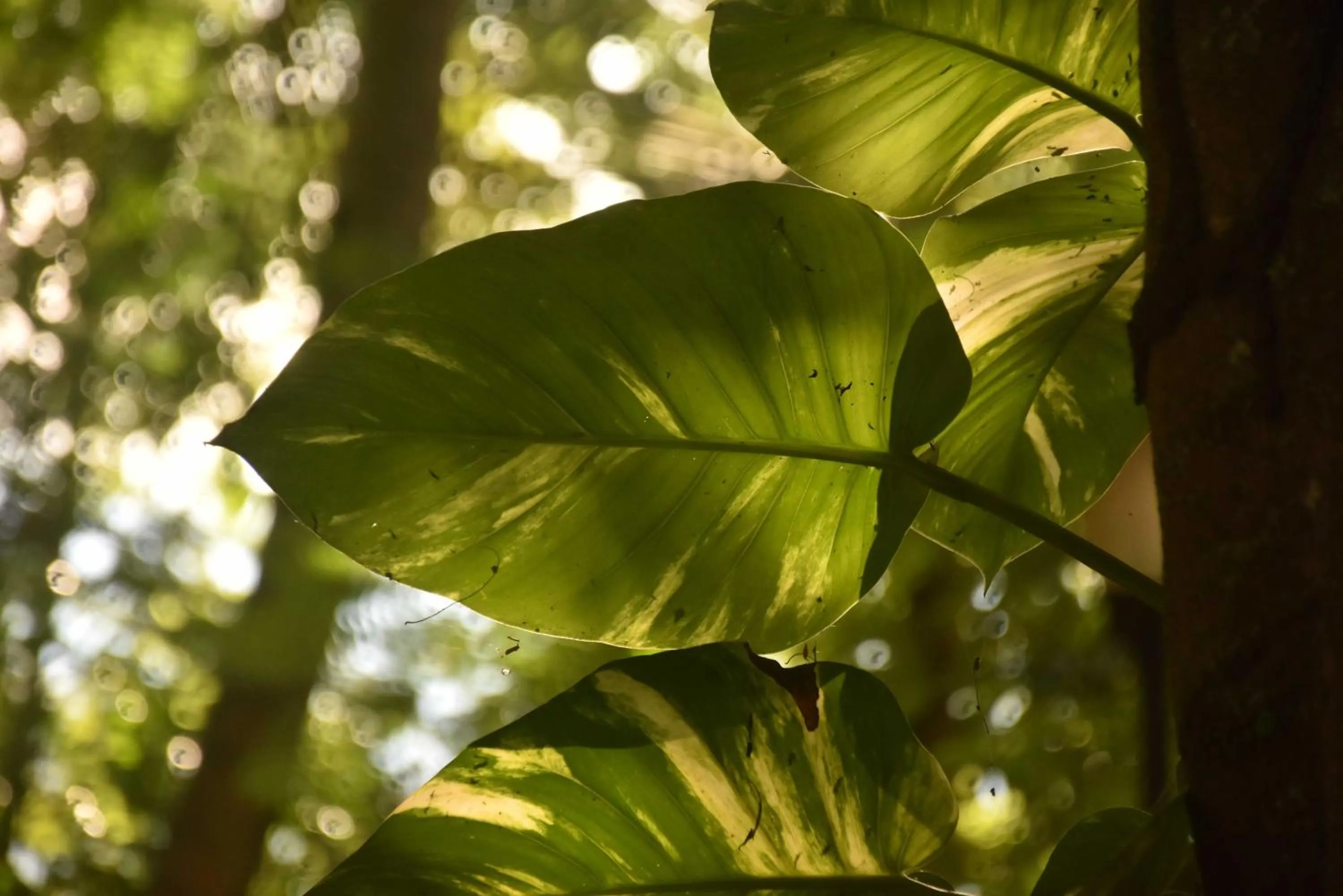 Finca Hotel La Estancia