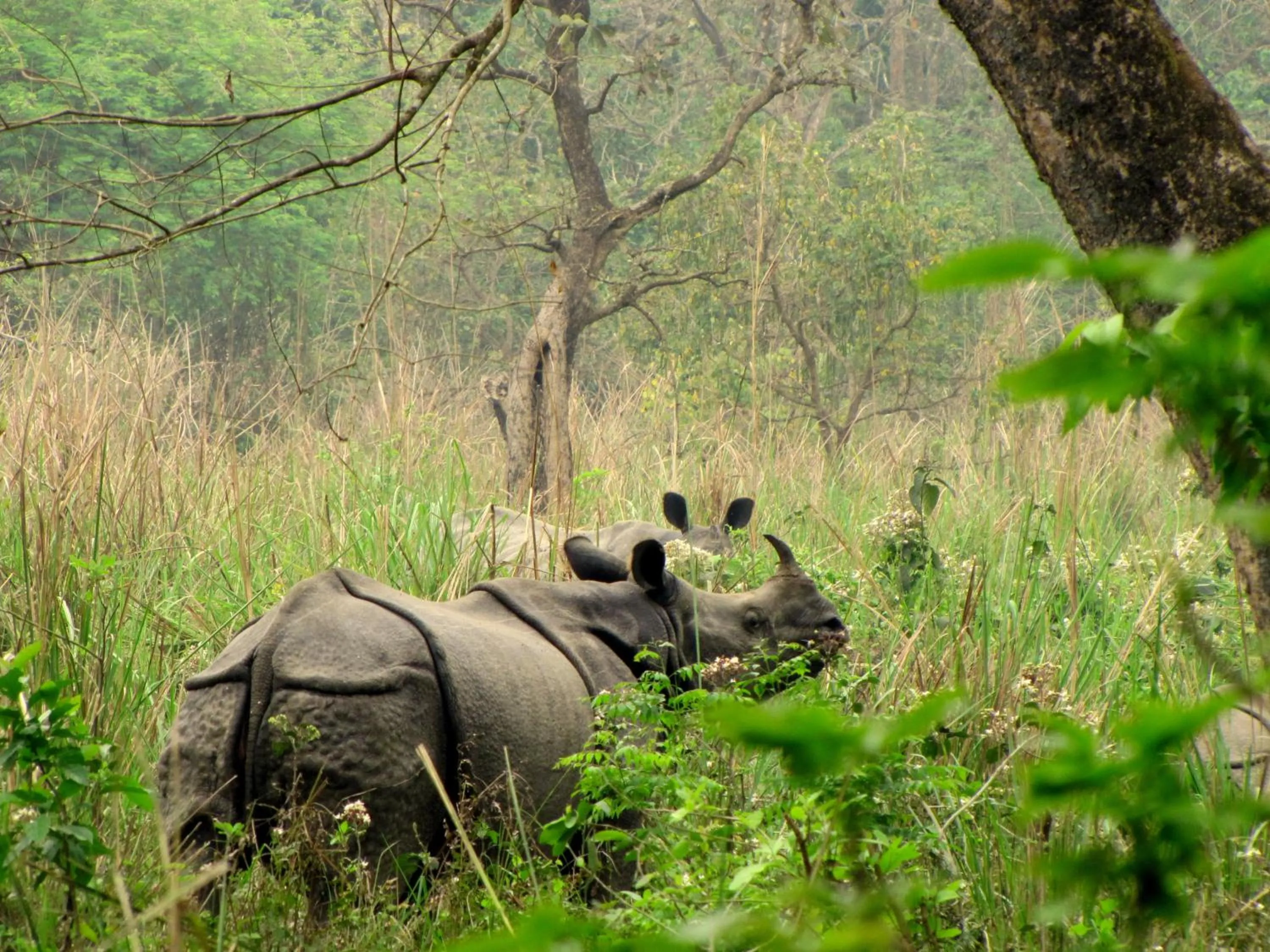 Animals in Sweet Home