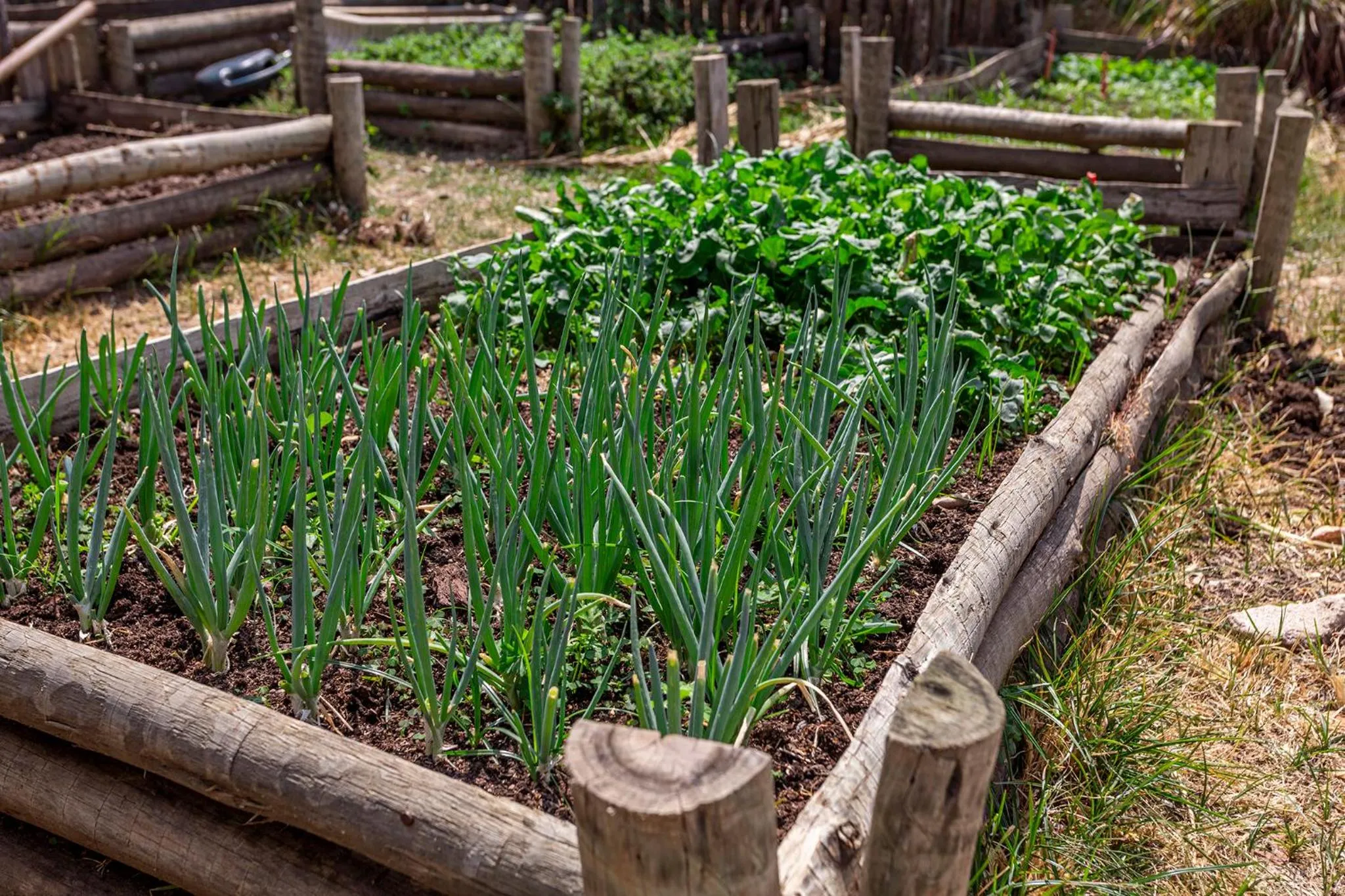 Garden in Pousada Vereda da Serra