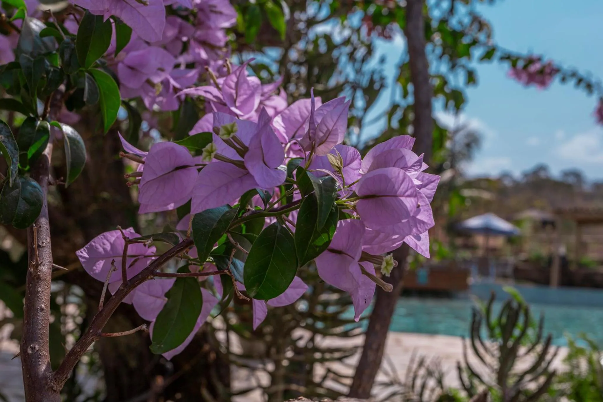 Garden in Pousada Vereda da Serra