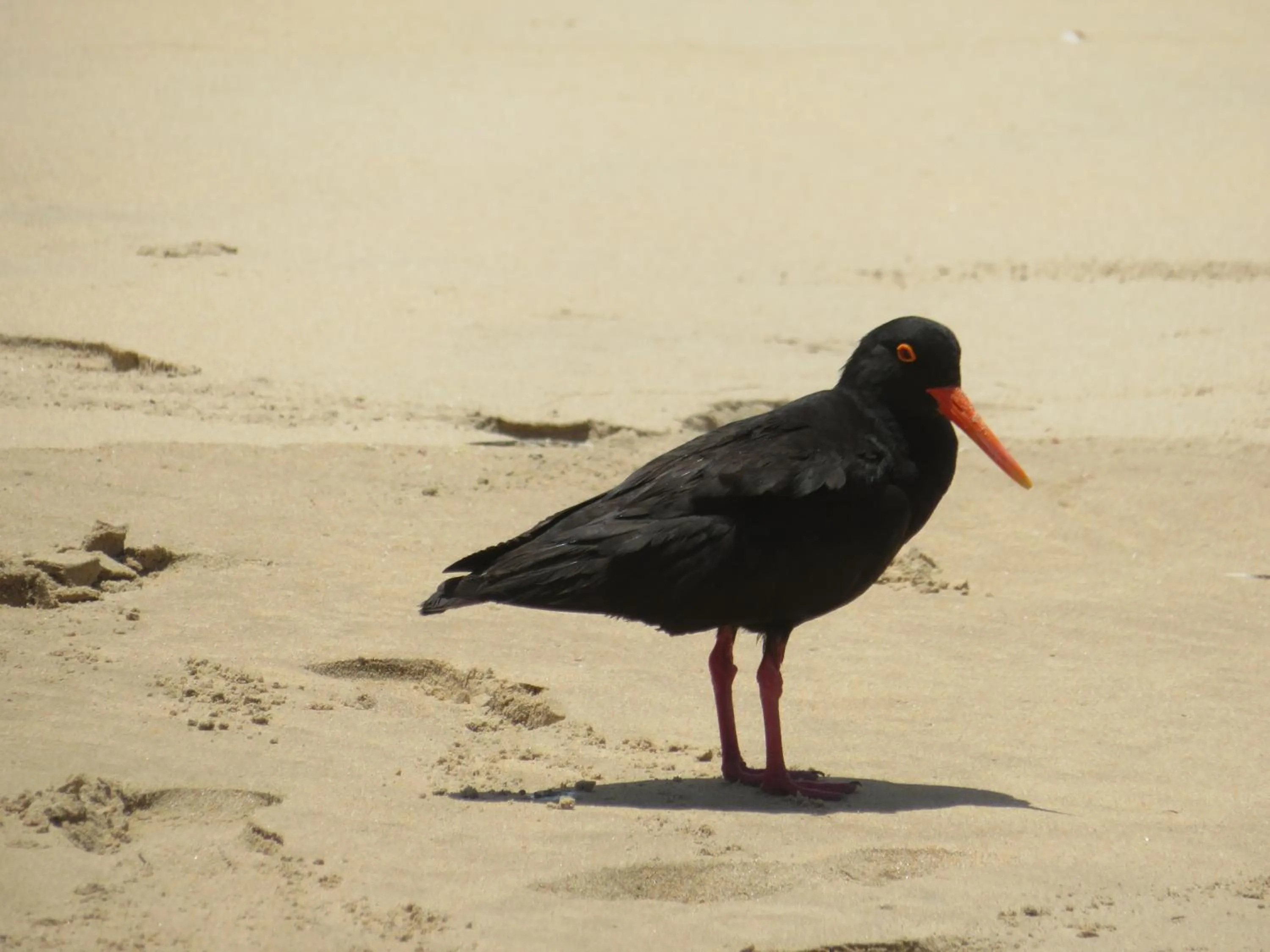 Natural landscape in Brenton Haven Beachfront Resort