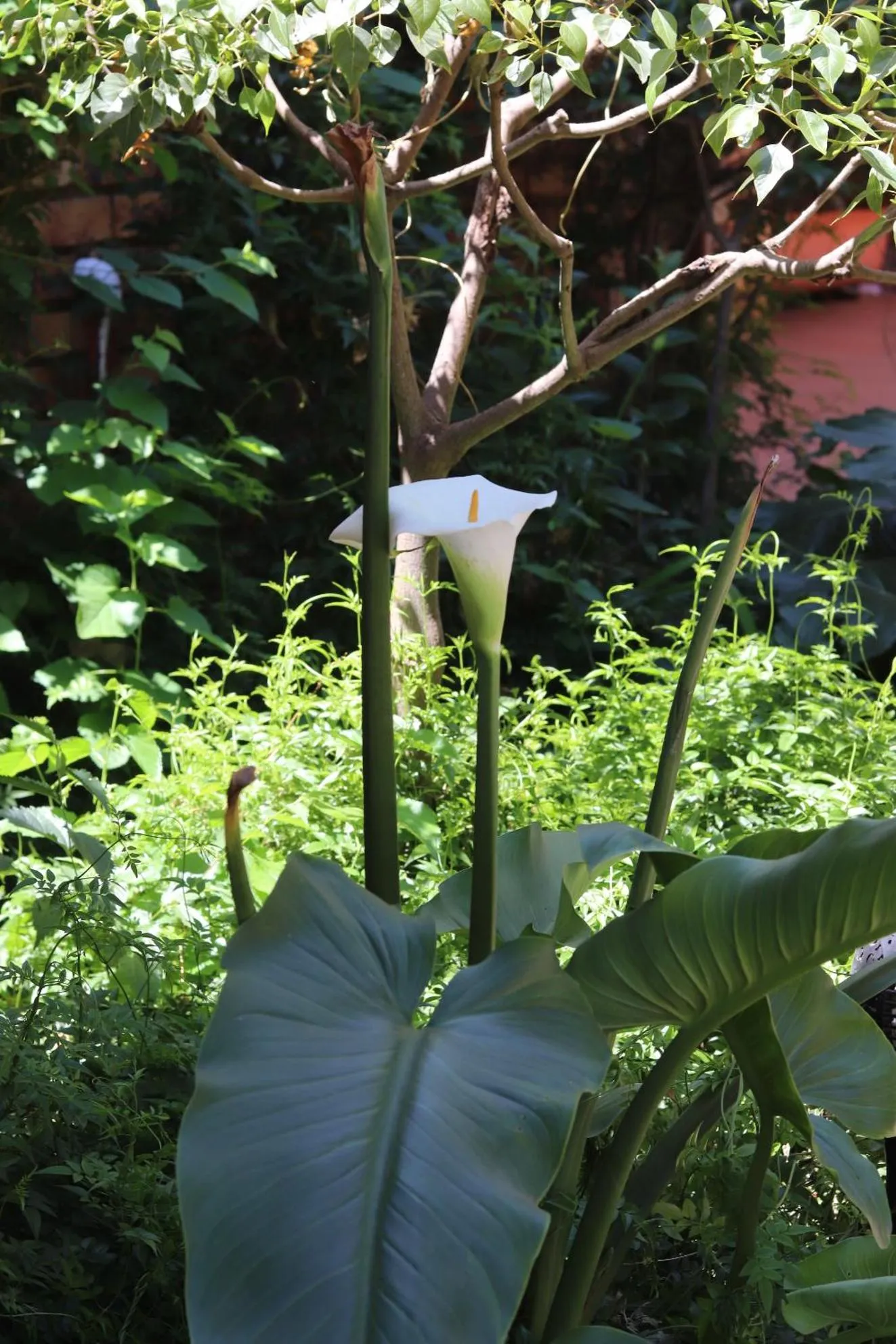 Garden in Khaya Africa Guesthouse