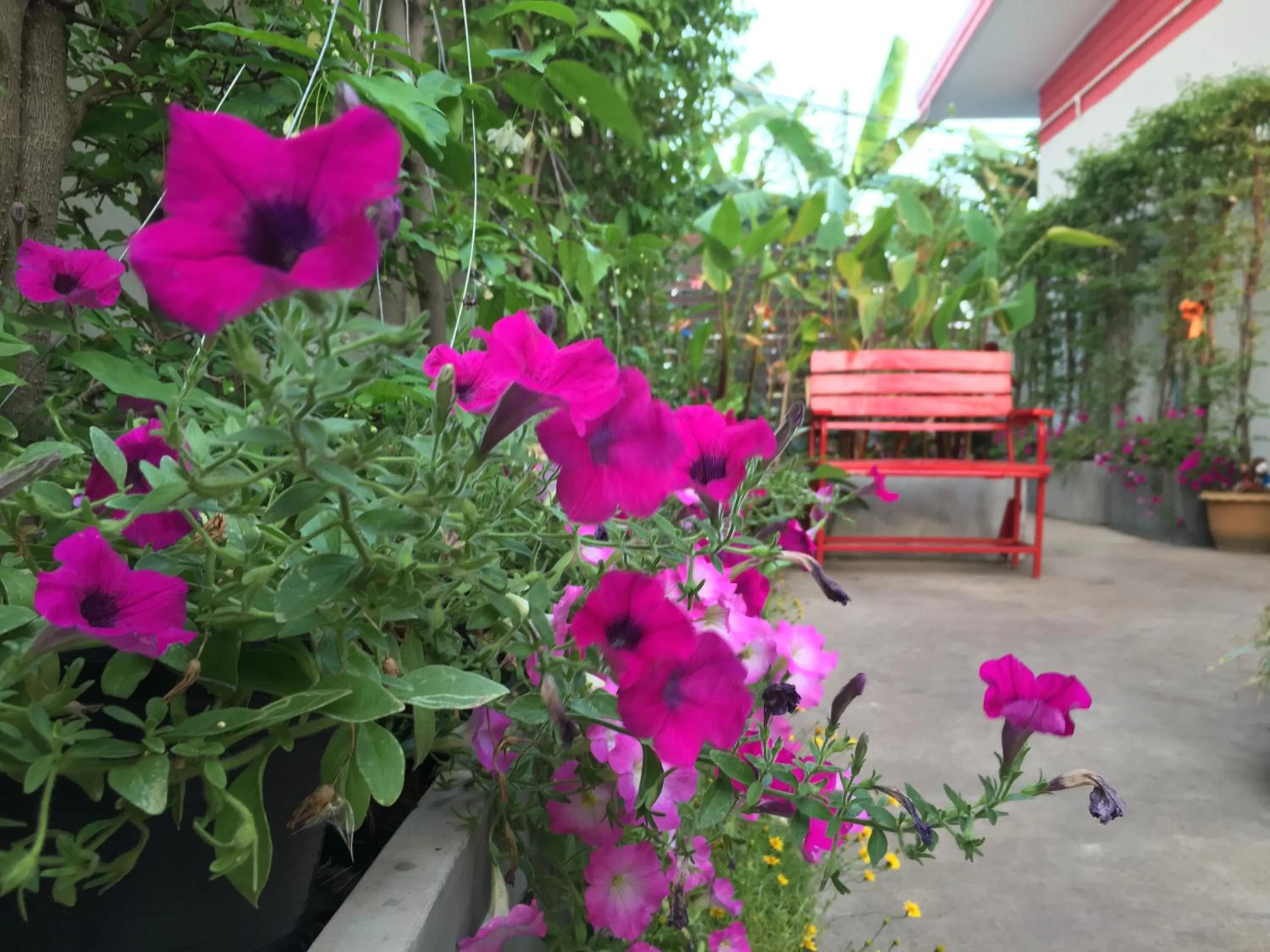 Garden in Honghub Sakon Hotel