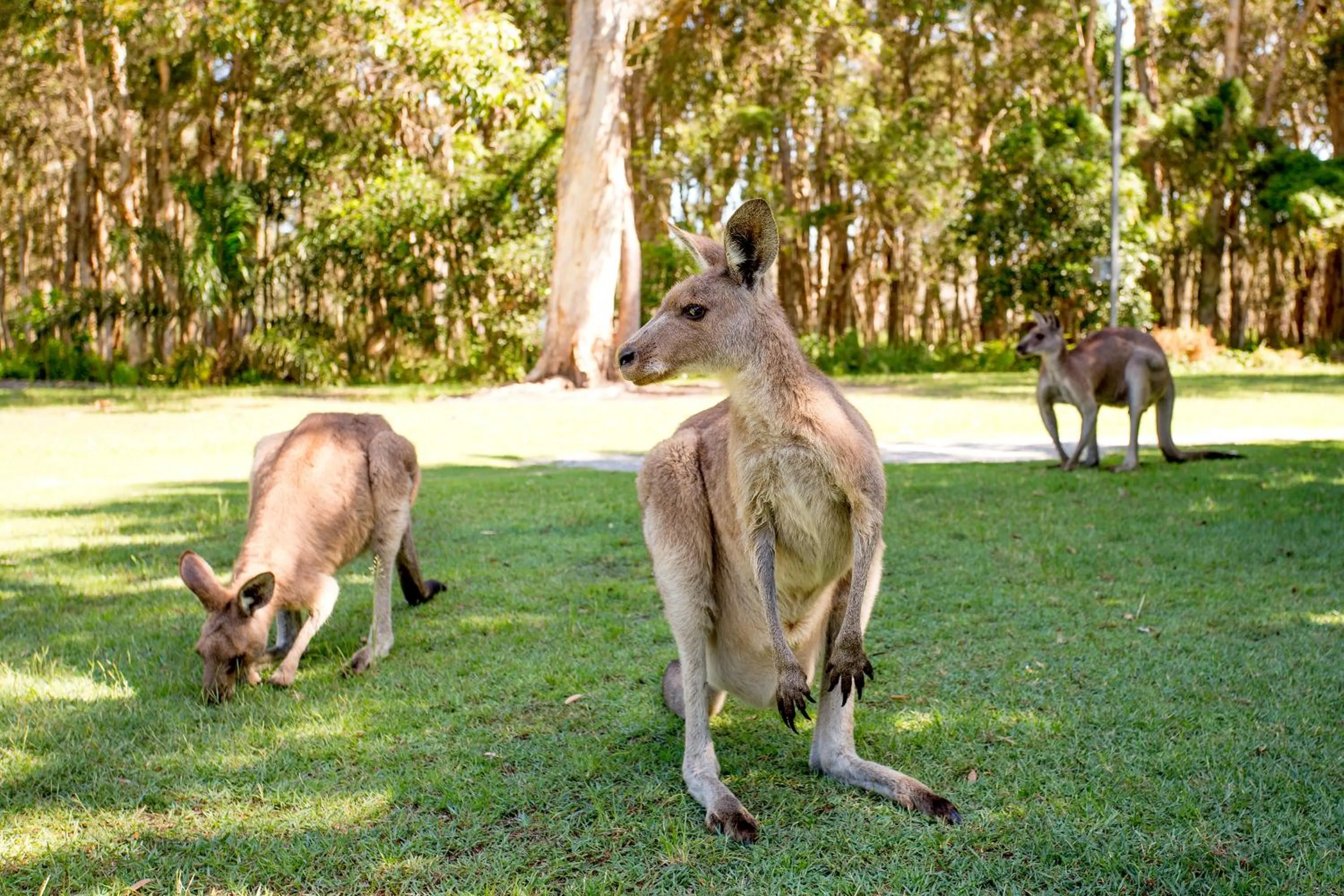 Animals in NRMA South West Rocks Holiday Park