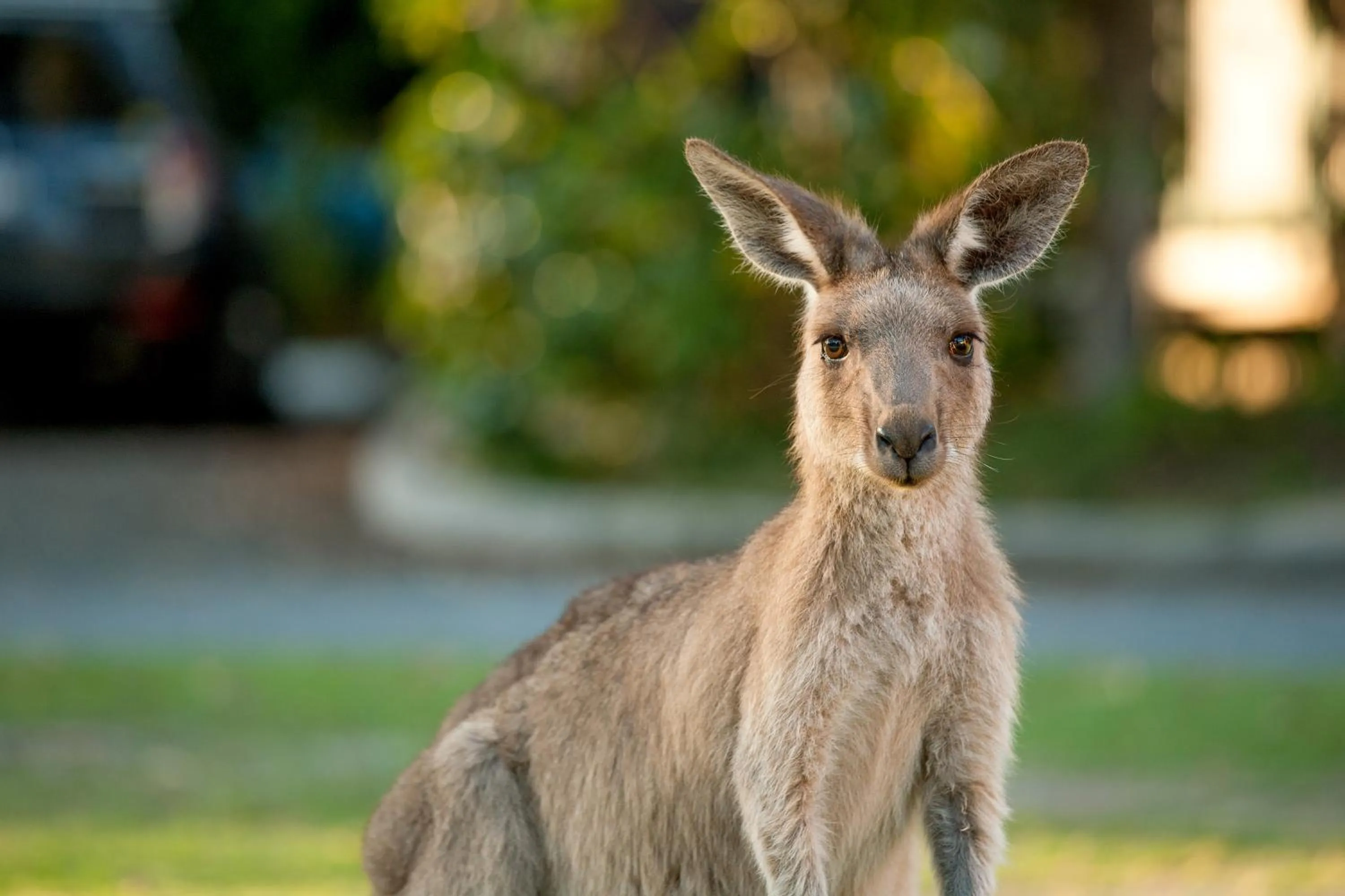 Animals in NRMA South West Rocks Holiday Park