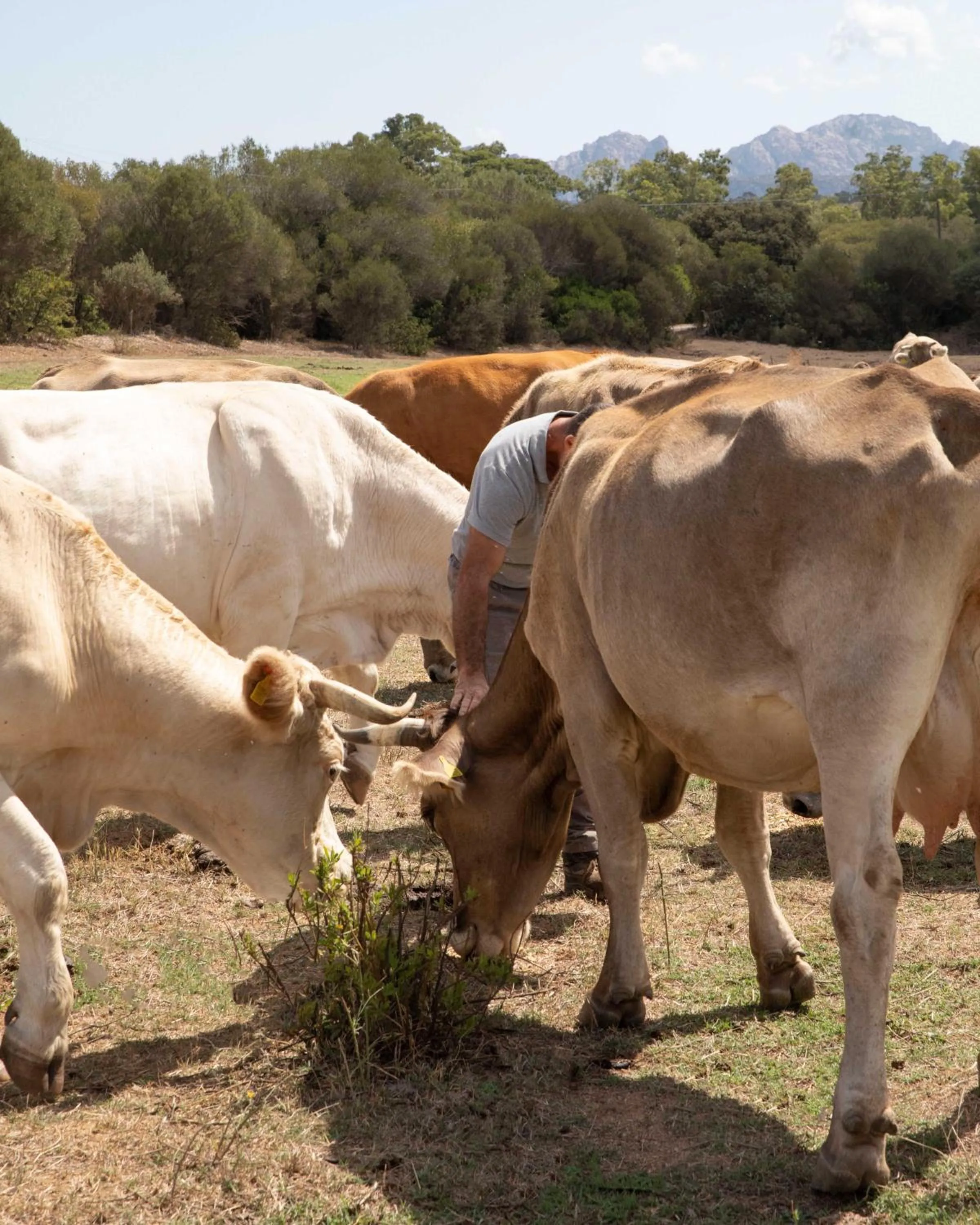 Animals in Stazzo Lu Ciaccaru