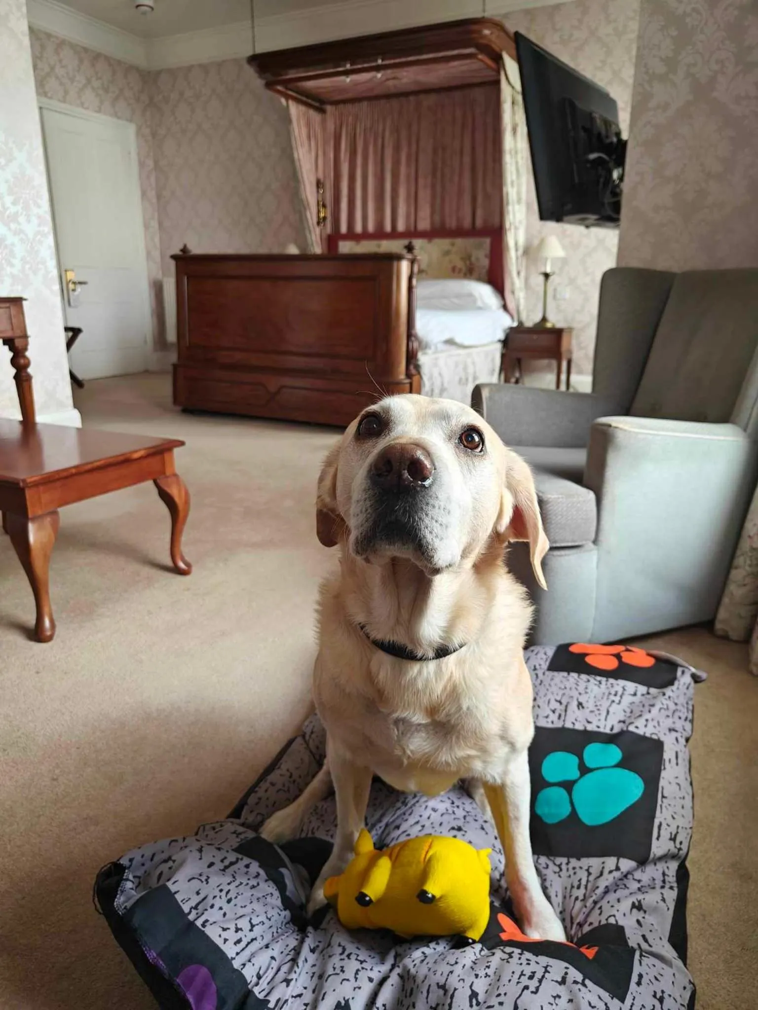 Pets in Duke Of Cornwall Hotel