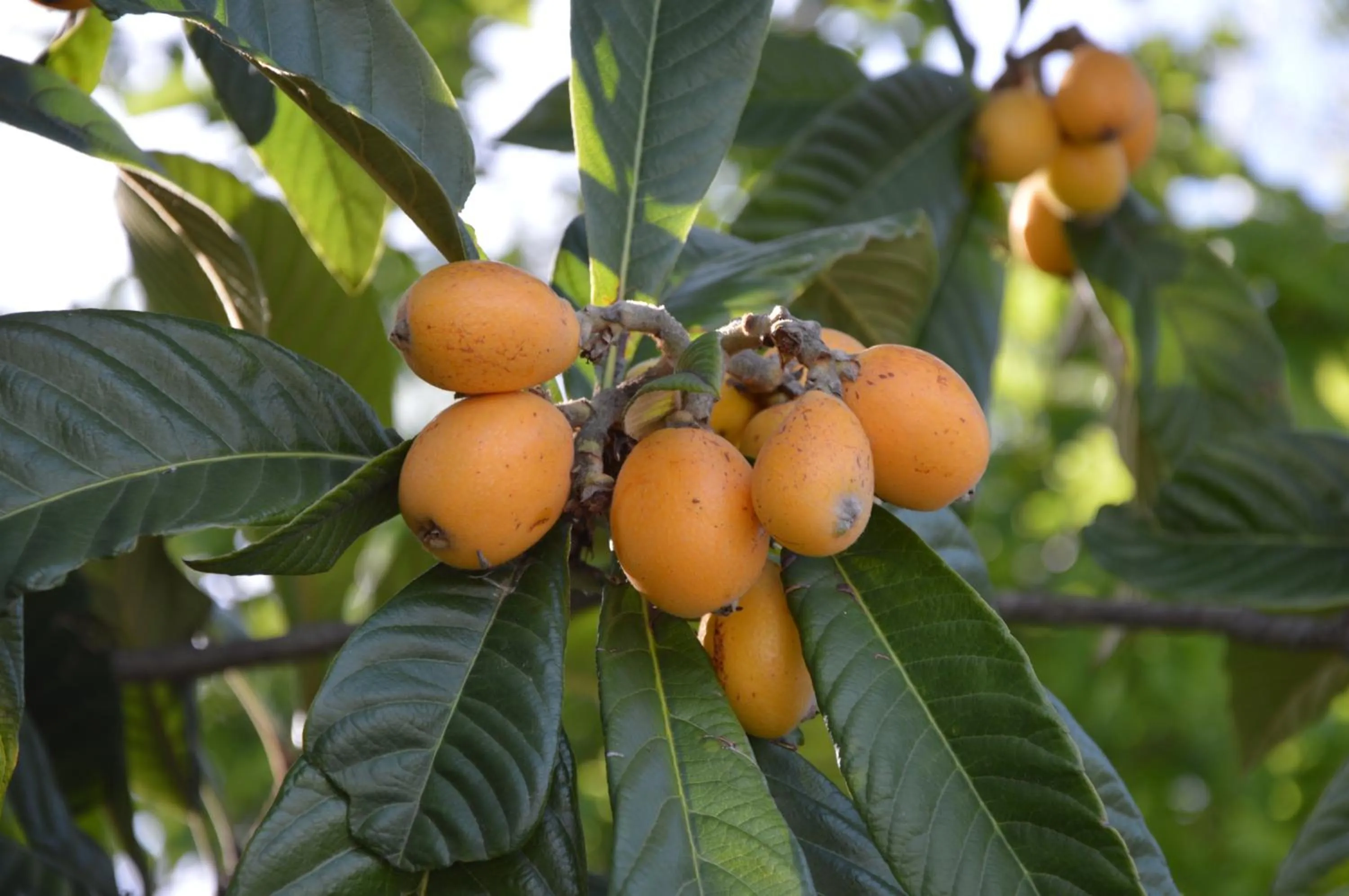 Summer in B&B Il Trebbio