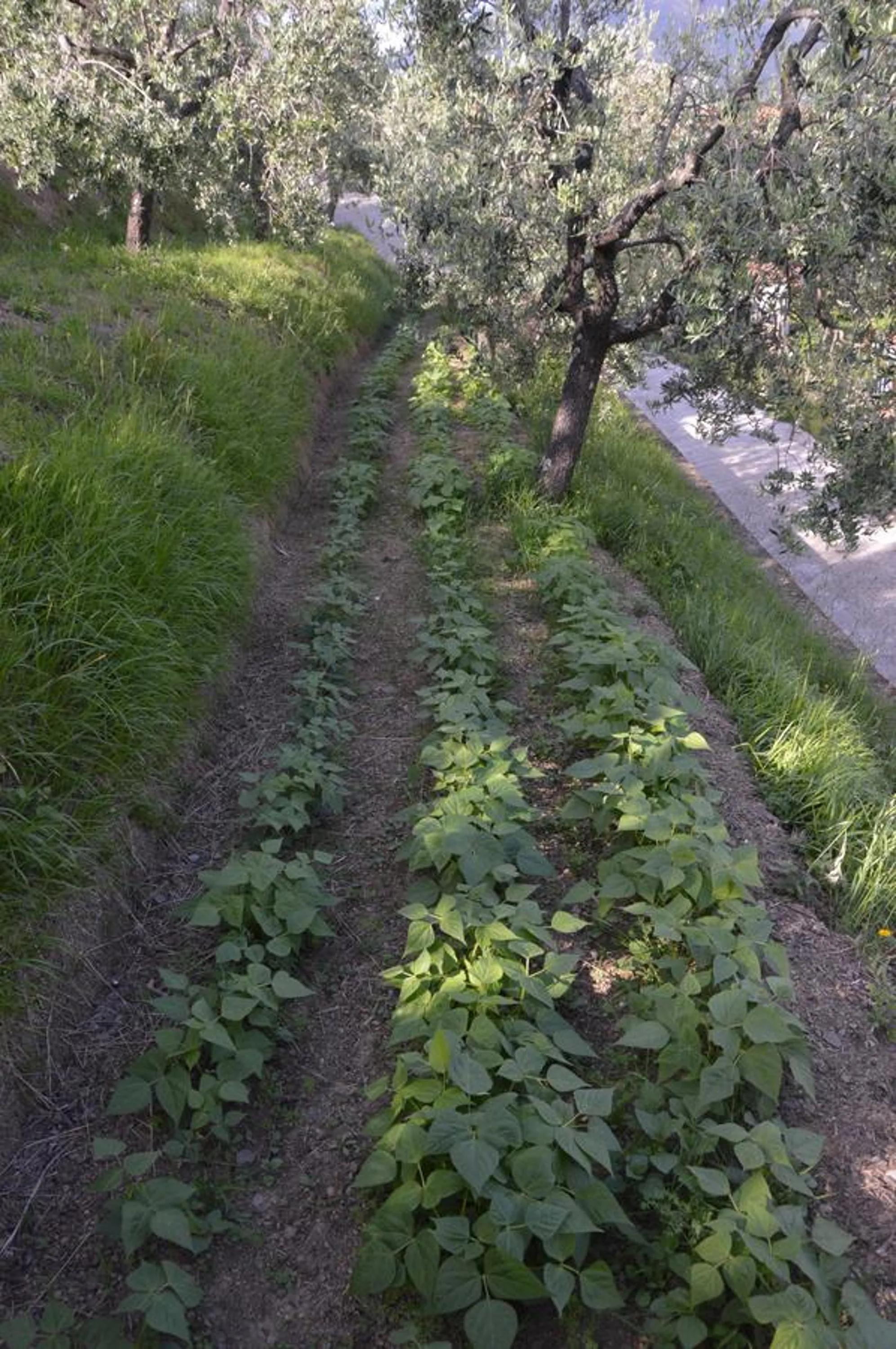 On site in B&B Il Trebbio