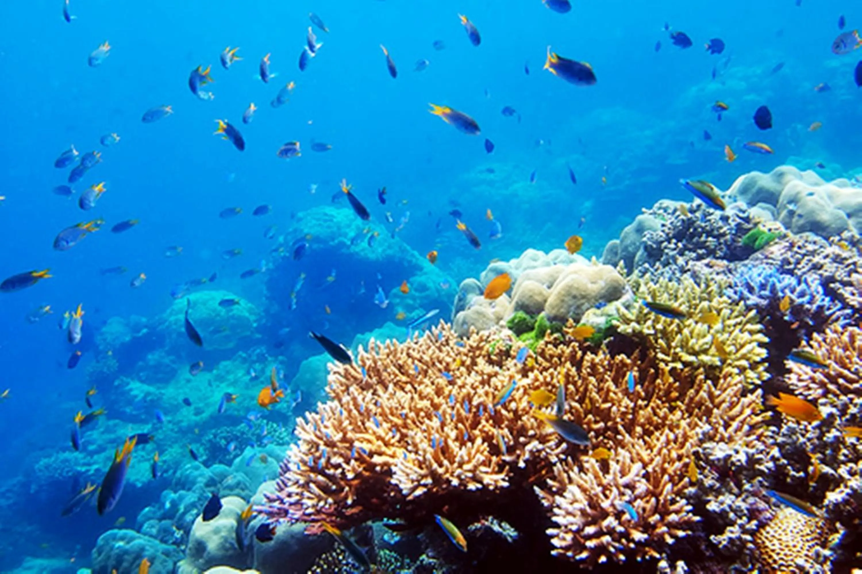 Diving in O k Chawkoh Bungalow