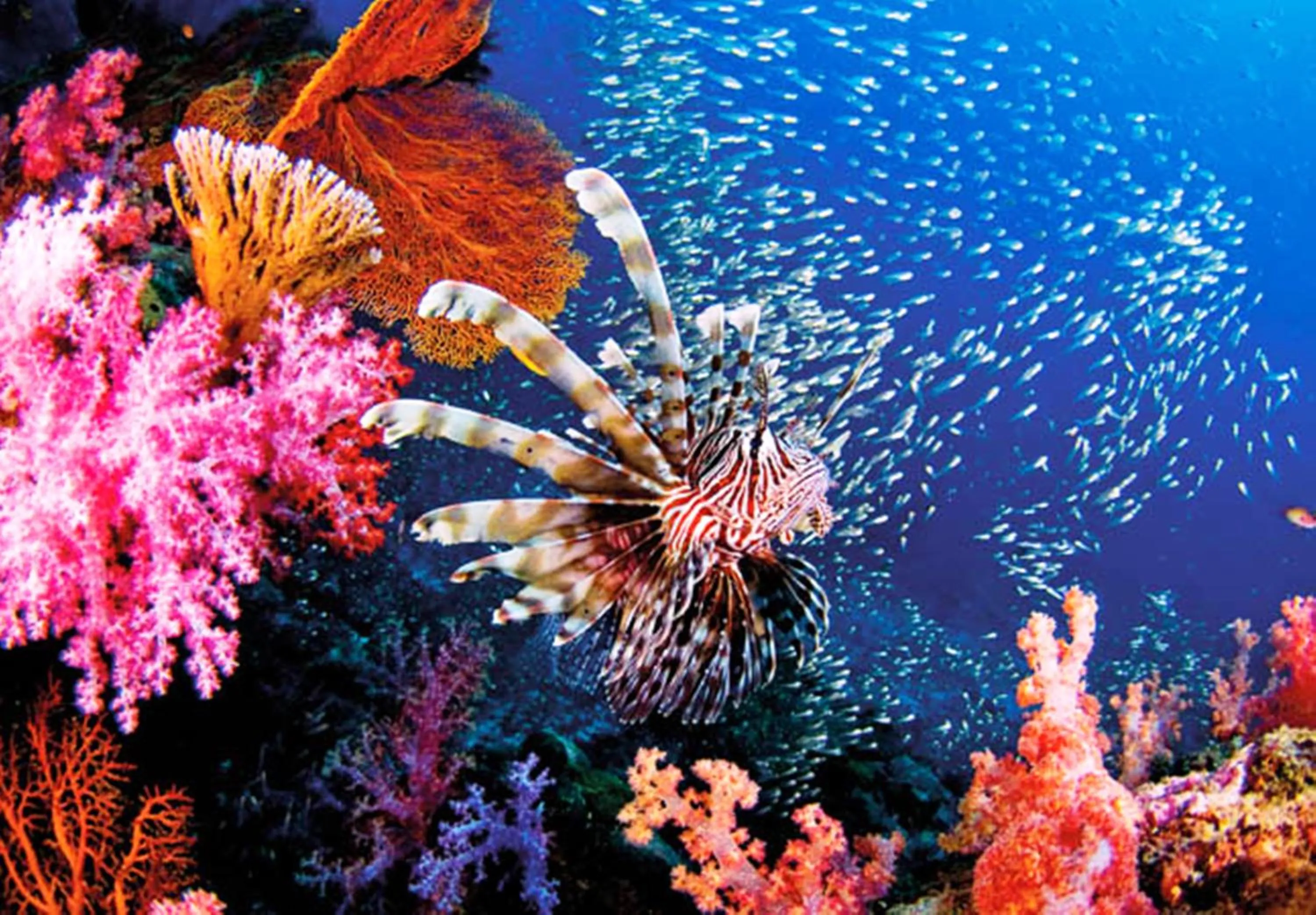 Snorkeling in O k Chawkoh Bungalow