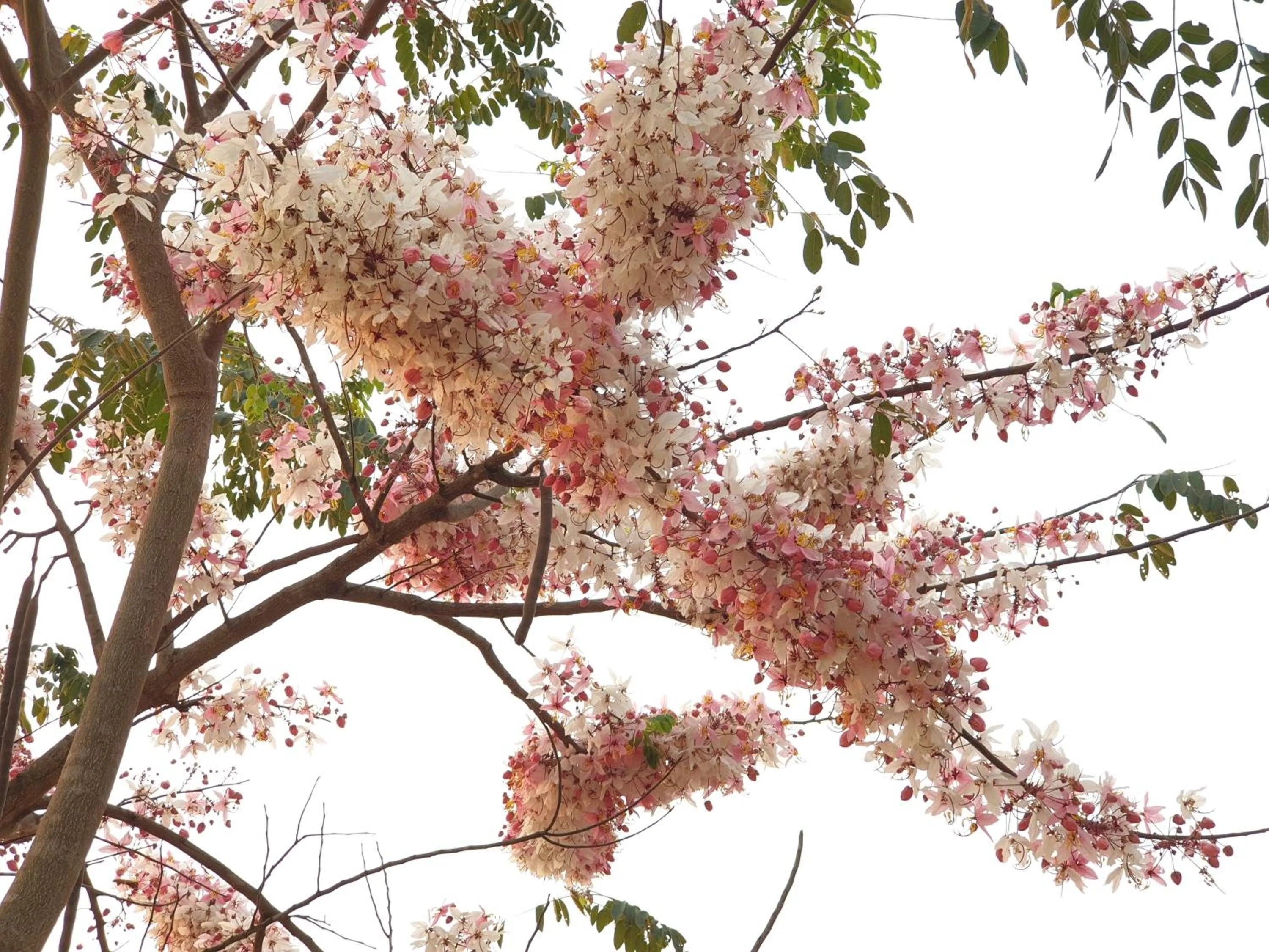 Natural landscape in Khao Kho Lucky Hill Resort