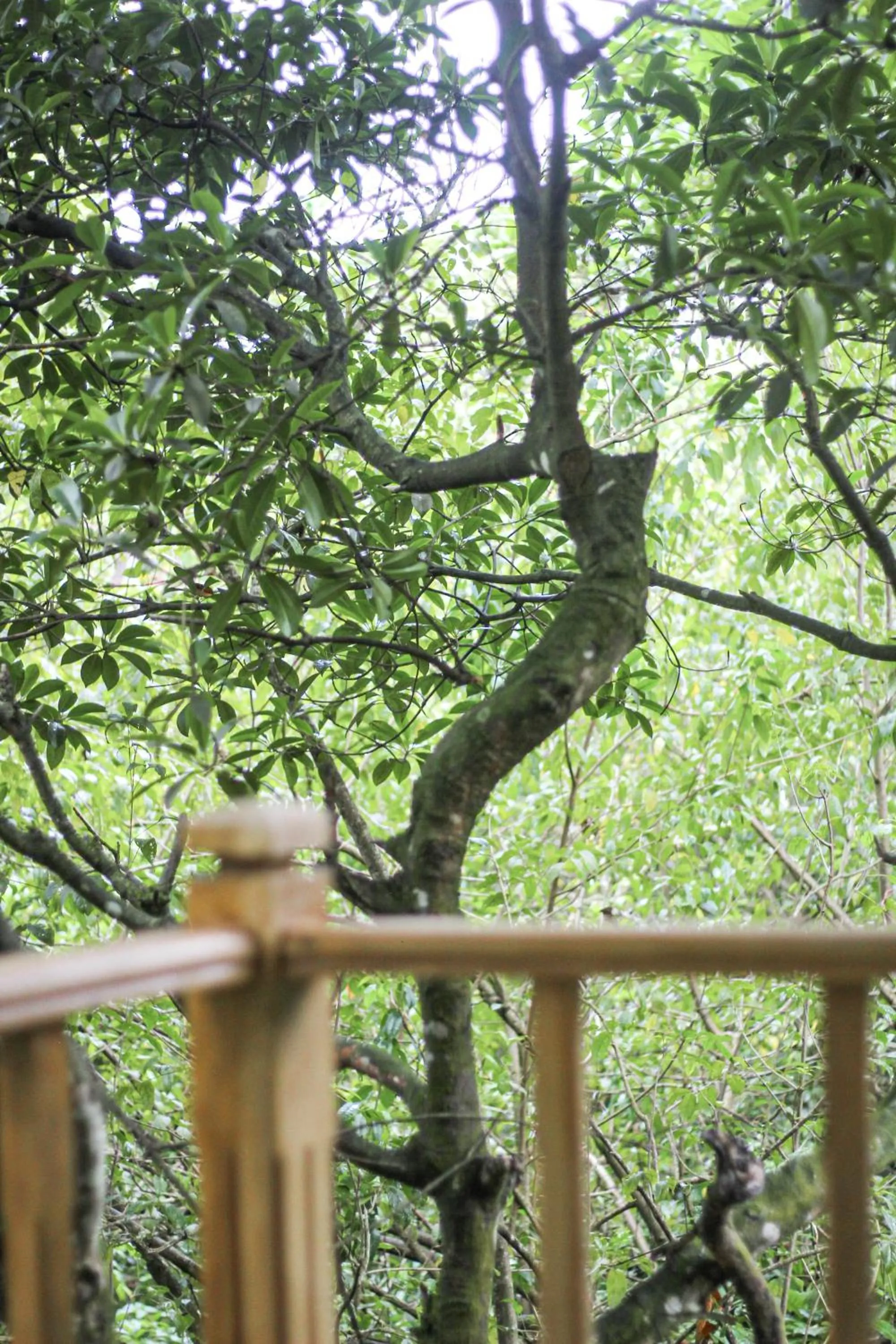 Natural landscape in Seasons Four Mini Jungle Cabana