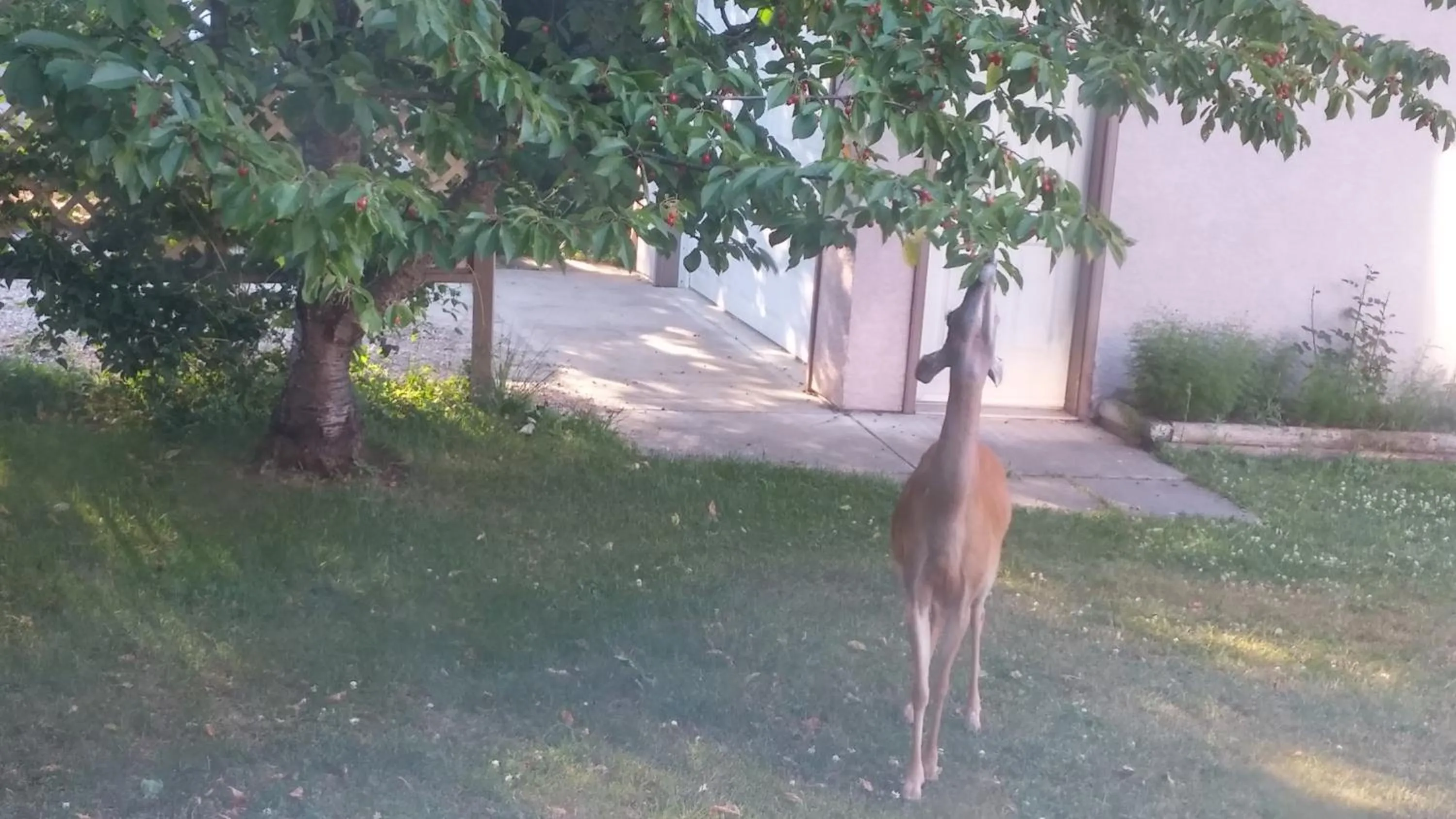 Garden view in Cornerstone Bed and Breakfast
