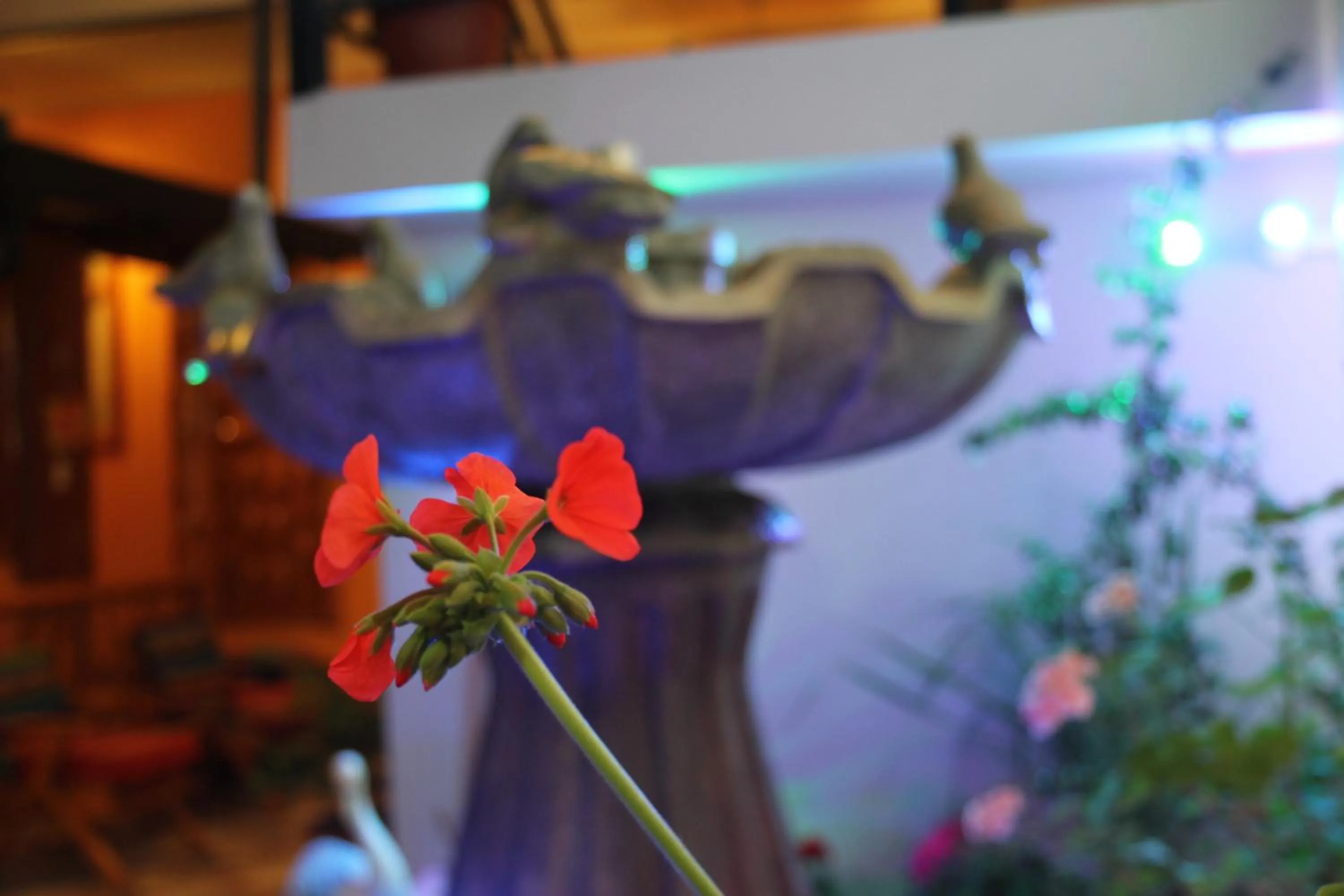 Garden in HOTEL El INDIO