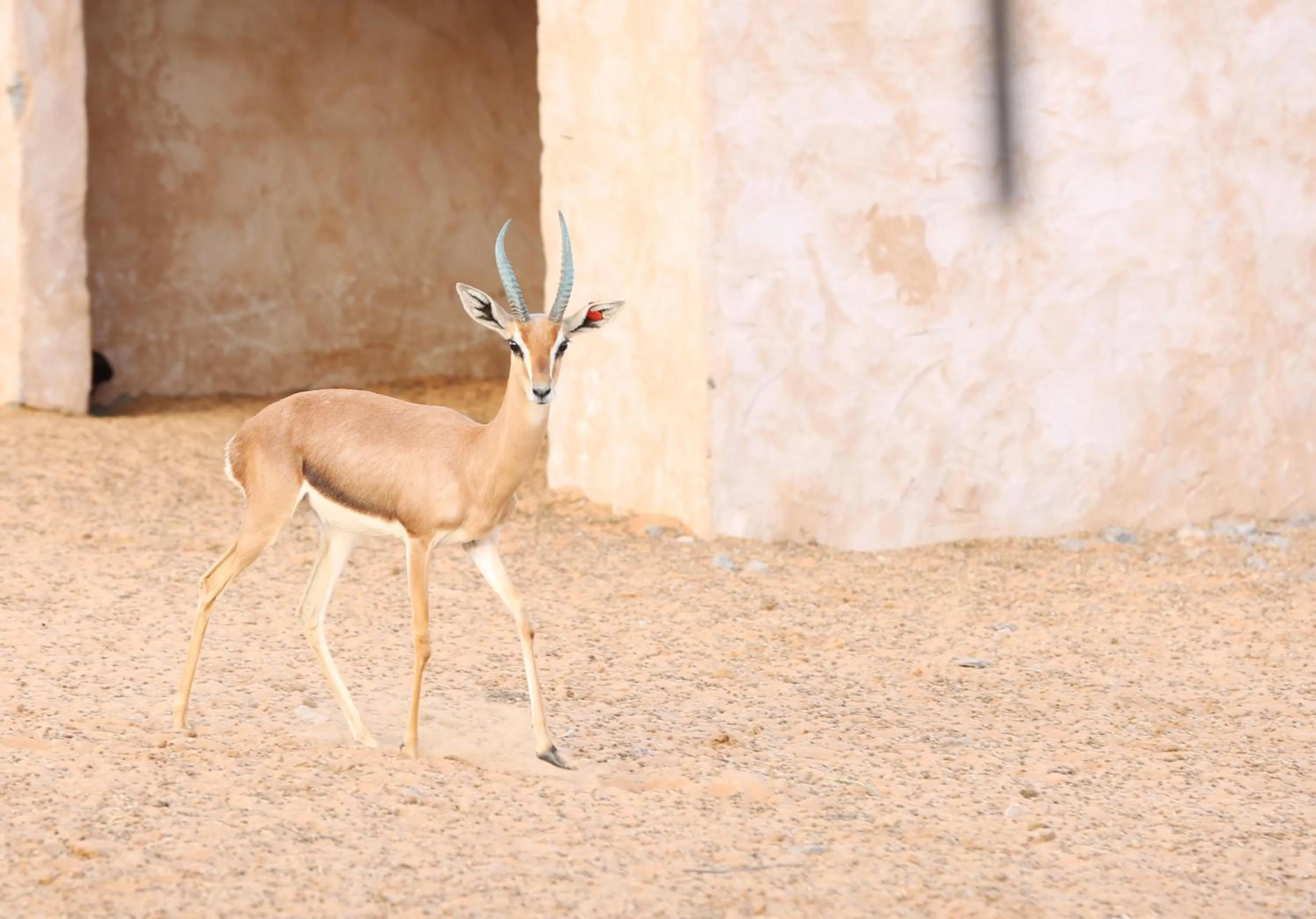 Pets in Thousand Nights Camp