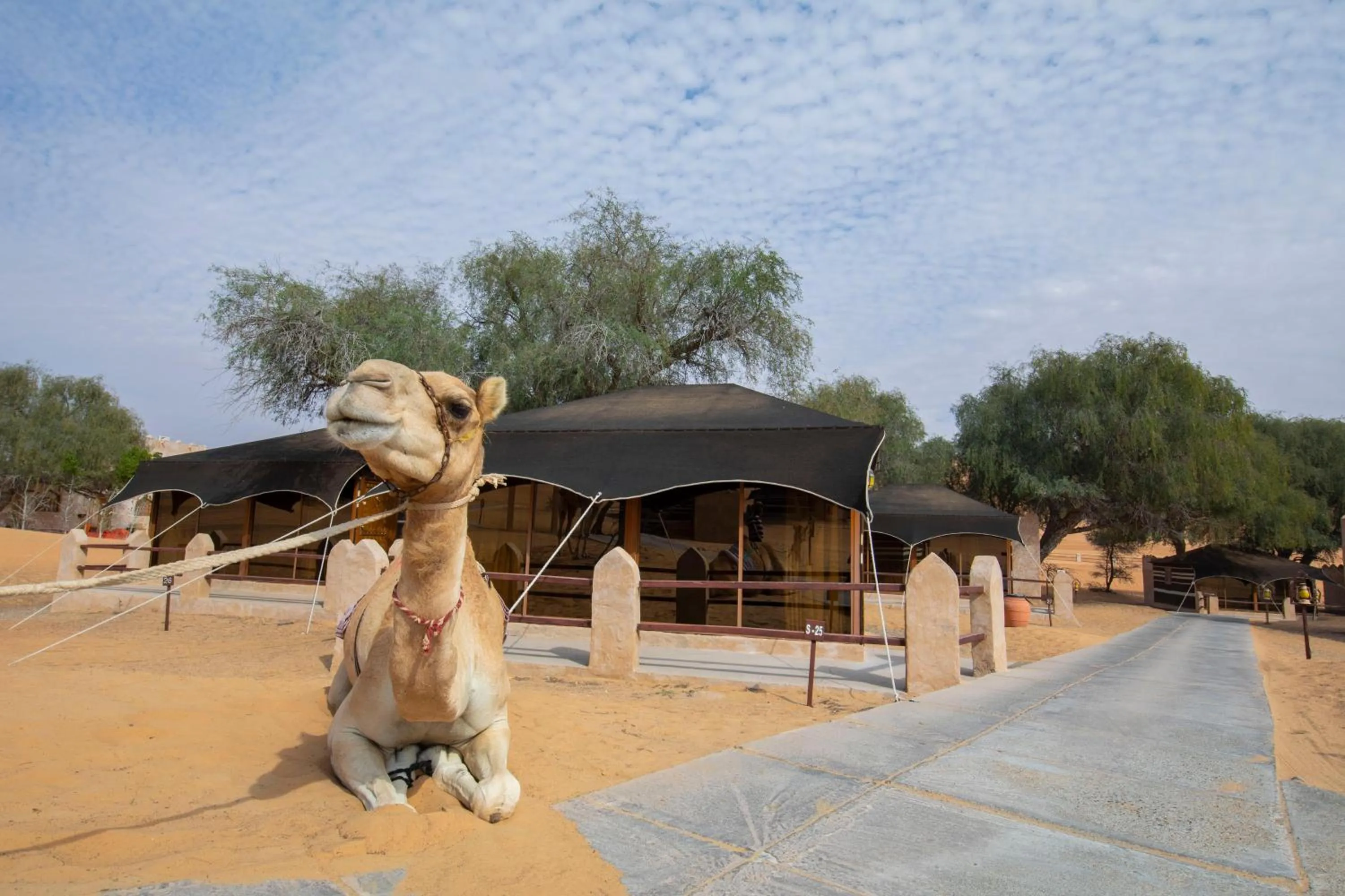 Bed in Thousand Nights Camp