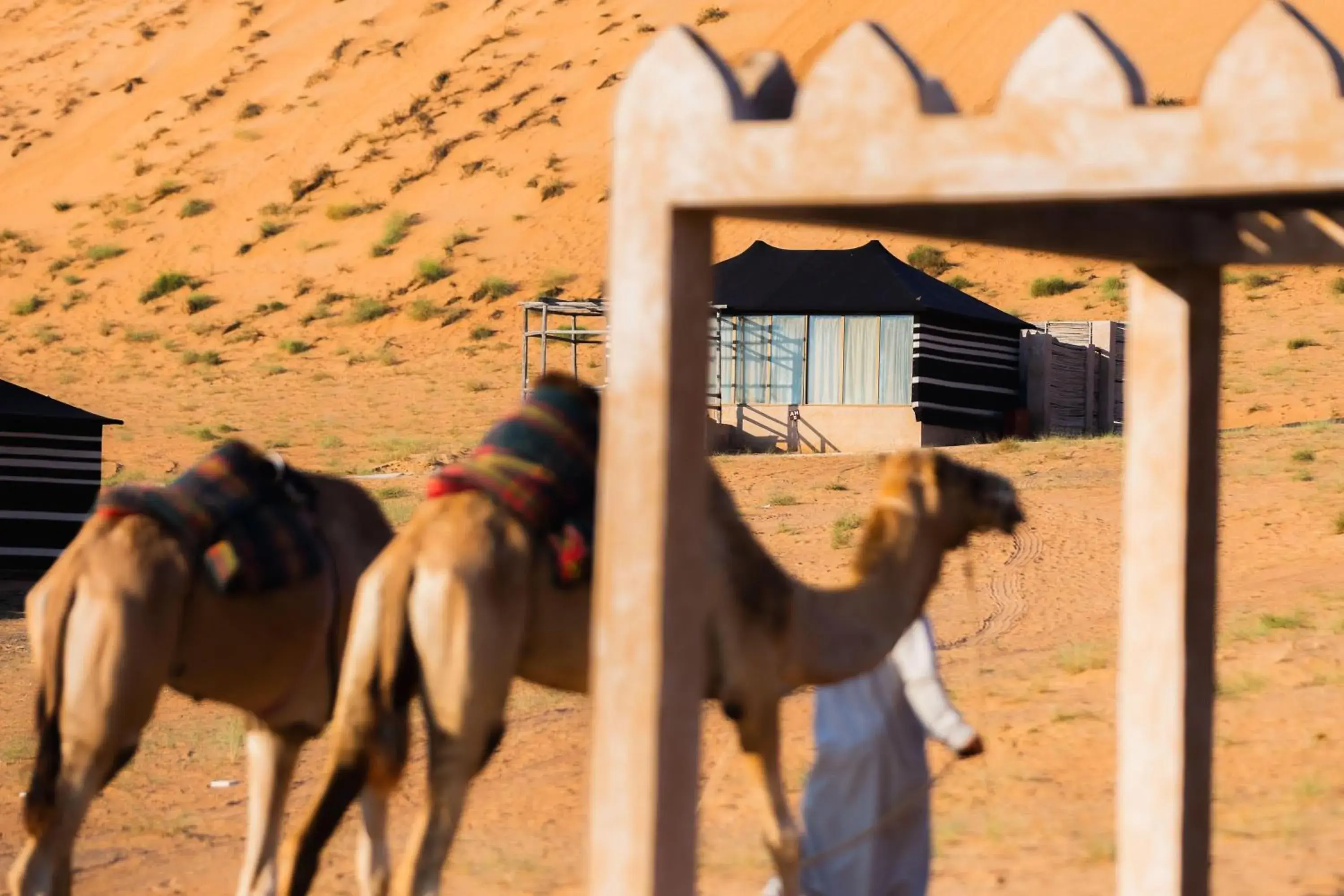 Photo of the whole room in Thousand Nights Camp Photo of the whole room in Thousand Nights Camp
