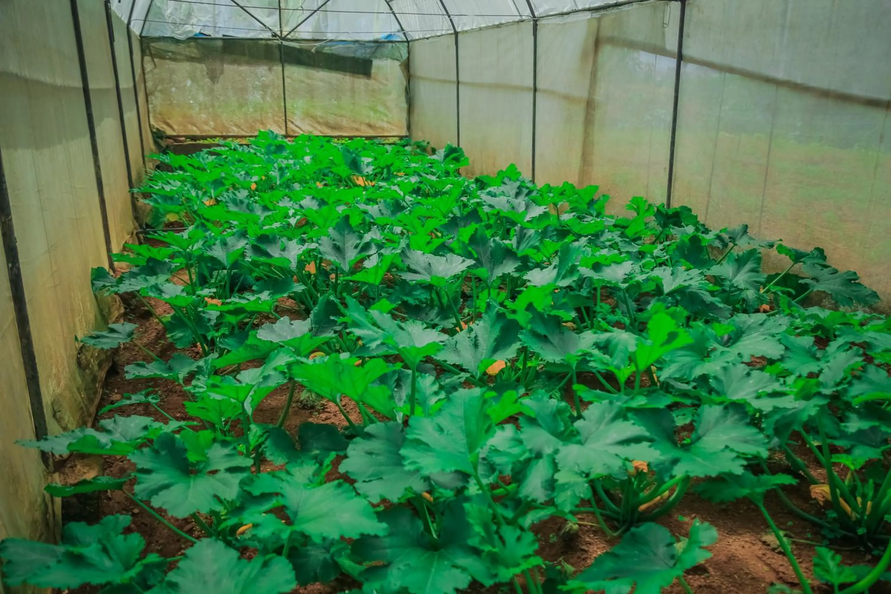 Garden in House of Leisure
