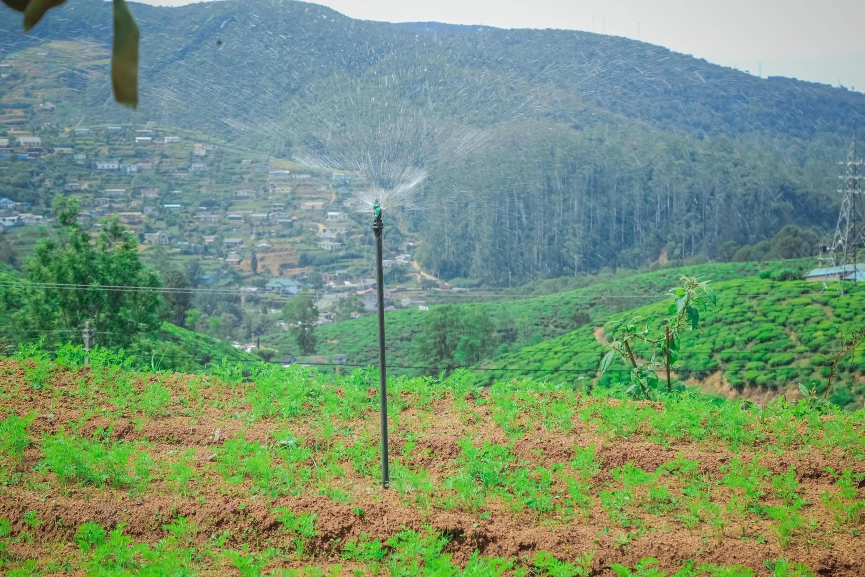 Garden in House of Leisure