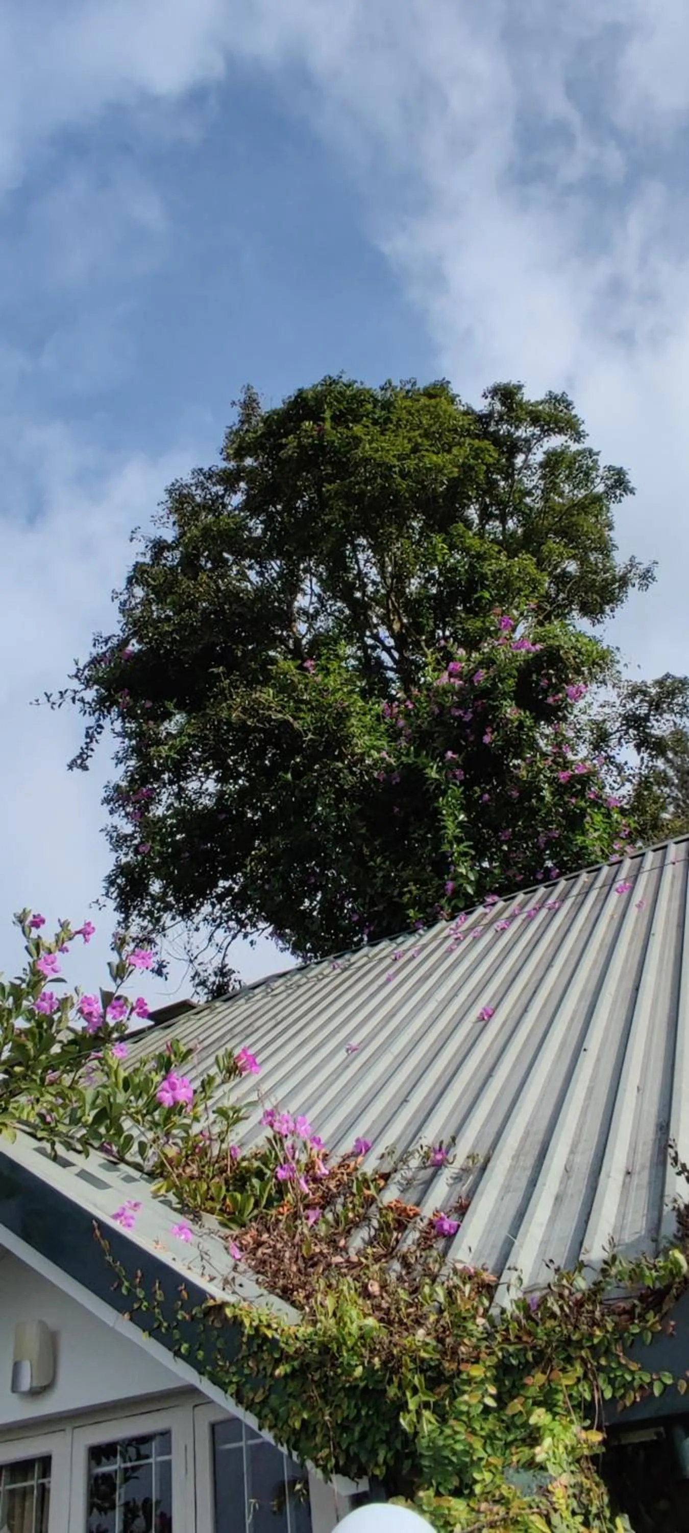 Property building in Munnar Tea Hills Resort - MTHR